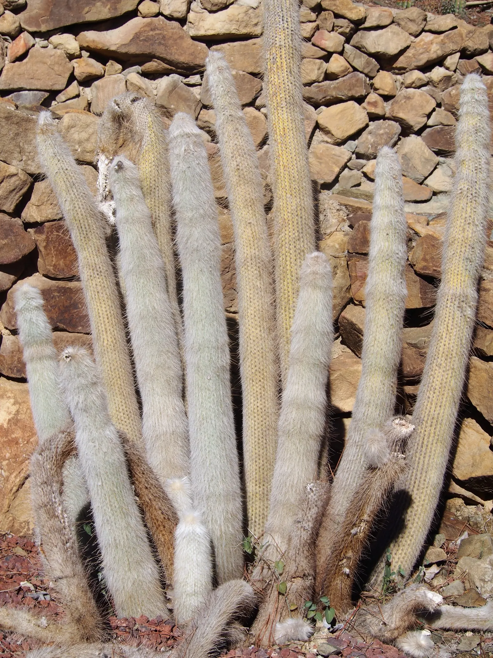 Silver Torch (Cleistocactus Strausii) — Silver Torch (Cleistocactus strausii) is a striking columnar cactus, native to high altitudes of Bolivia, image 47