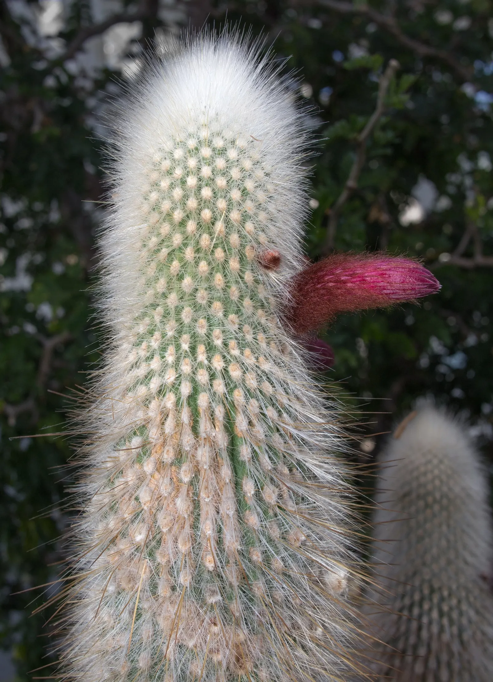 Silver Torch (Cleistocactus Strausii) — where it can bask in the natural light for at least 6 hours per day.<br><br>Growing at a moderate pace