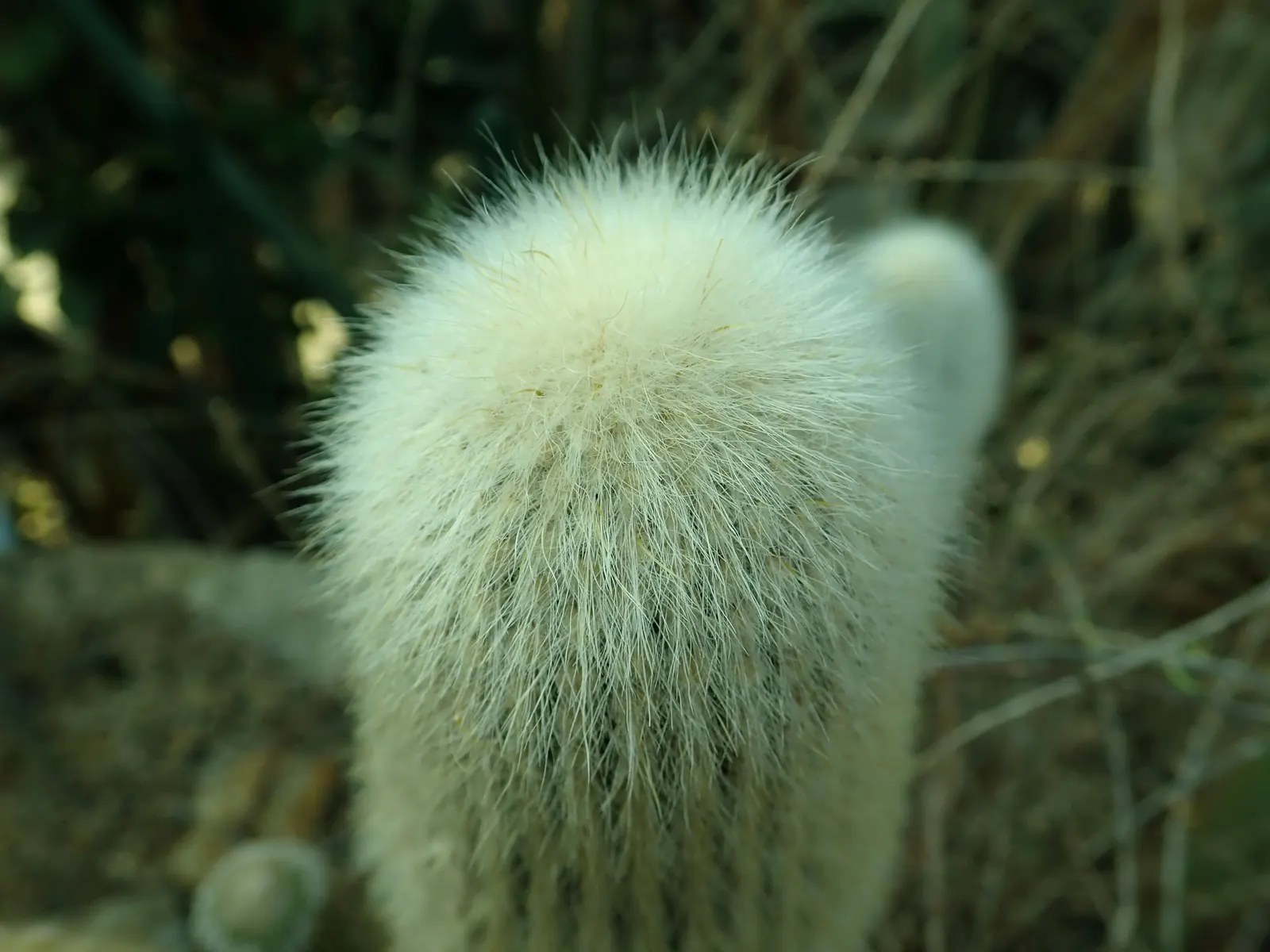 Silver Torch (Cleistocactus Strausii) — red or burgundy flowers that are approx; silver Torch (Cleistocactus strausii) is a striking columnar cactus, native to
