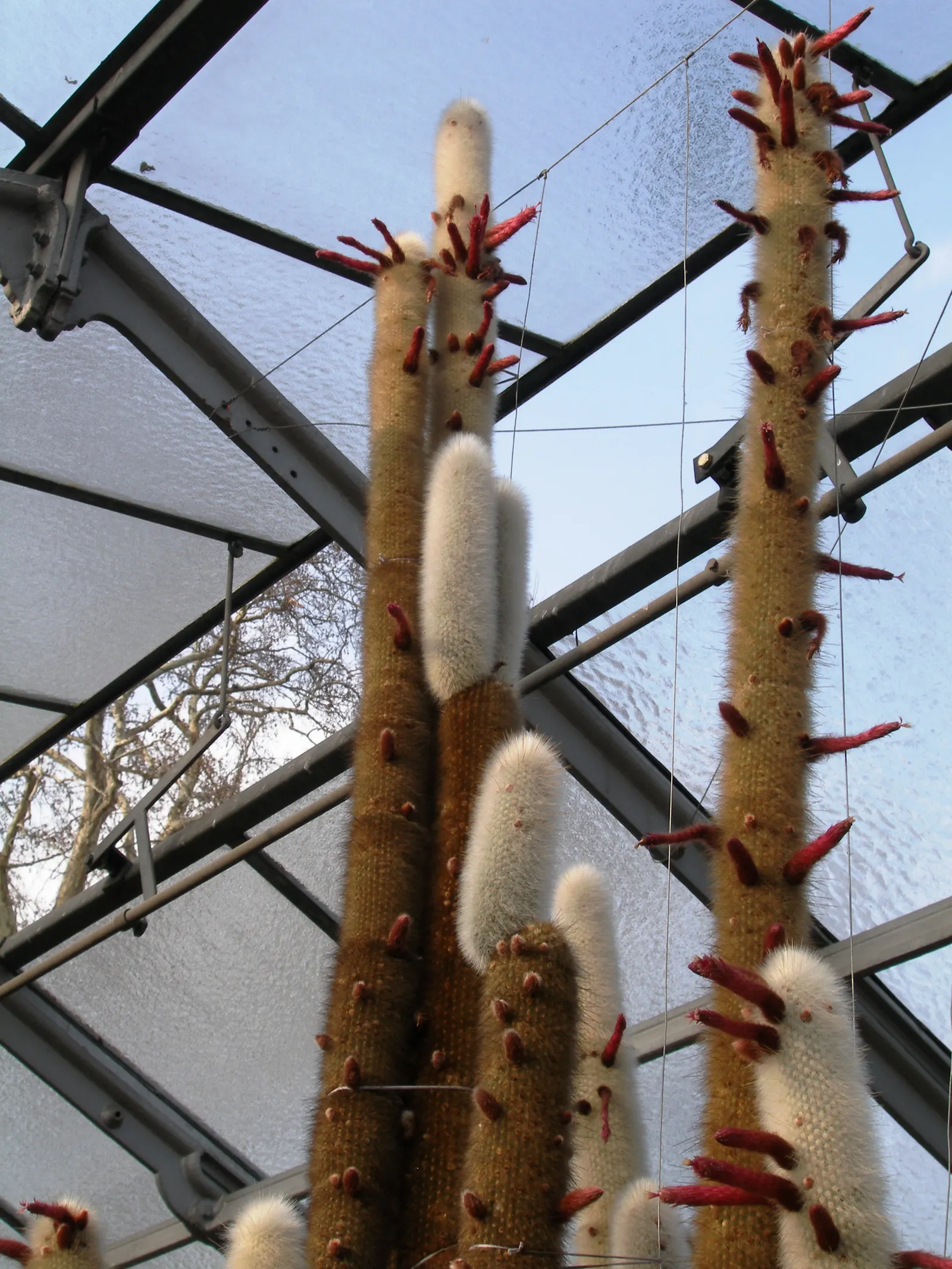 Silver Torch (Cleistocactus Strausii) — coupled with low maintenance needs; the plant's surface is artfully adorned with dense