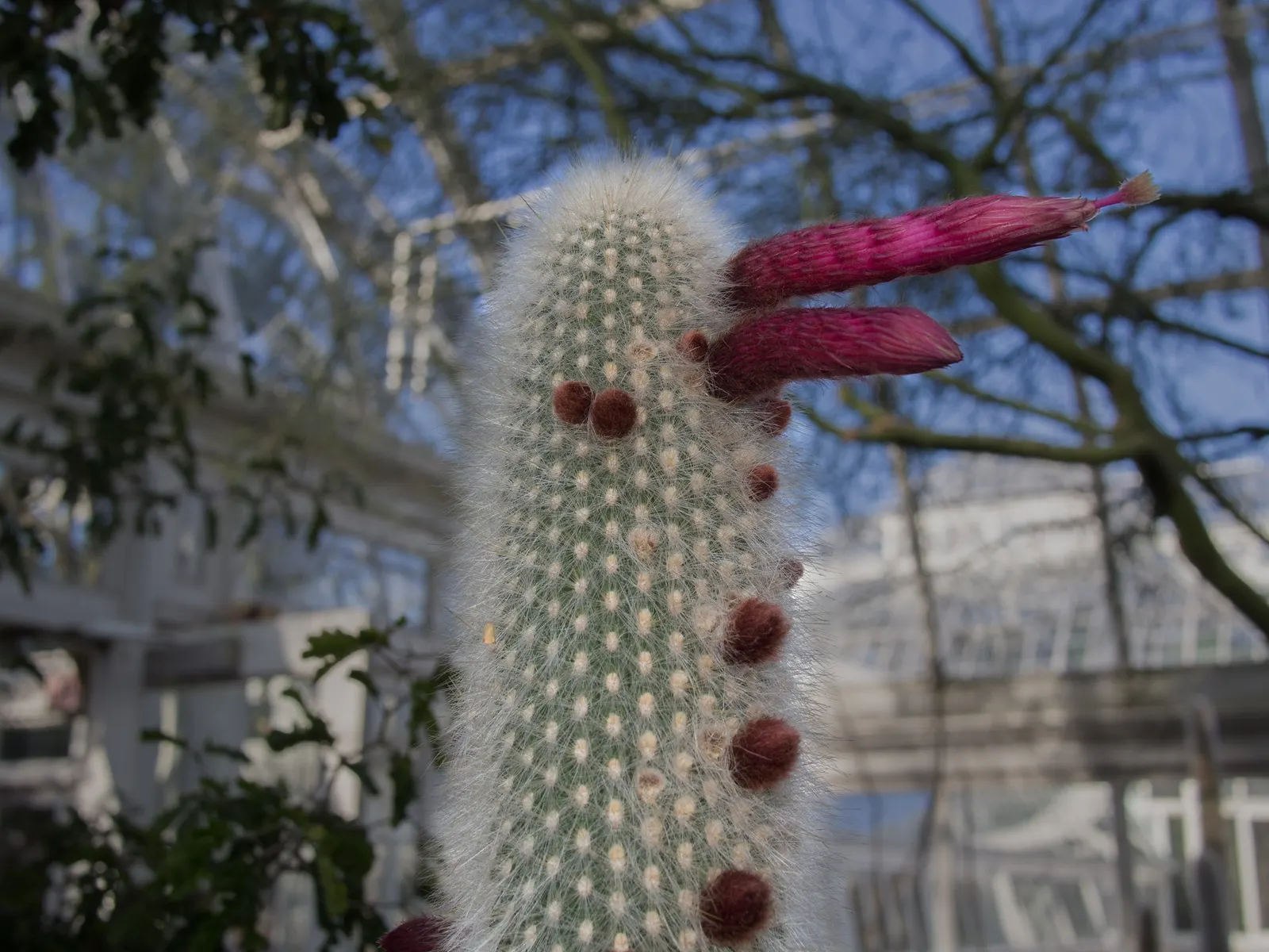 Silver Torch (Cleistocactus Strausii) — this cactus thrives in USDA hardiness zones 9 to 11 and prefers full sun exposure