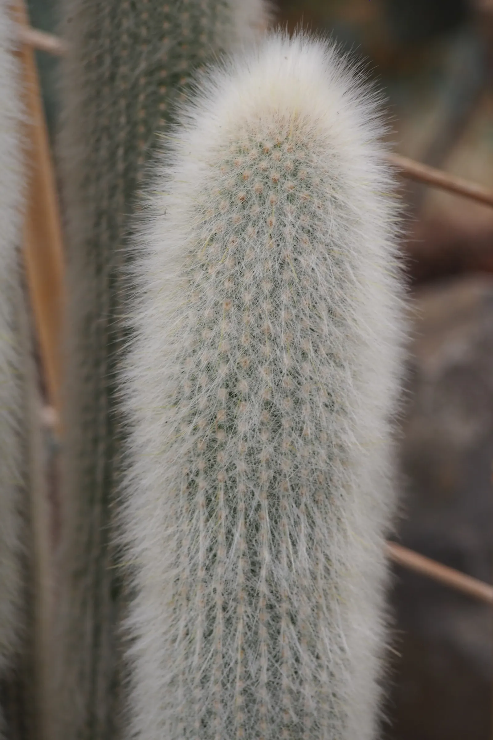 Silver Torch (Cleistocactus Strausii) — A low-maintenance choice, it adds vertical interest to xeric landscapes and rock gardens; cactus for full, image 53