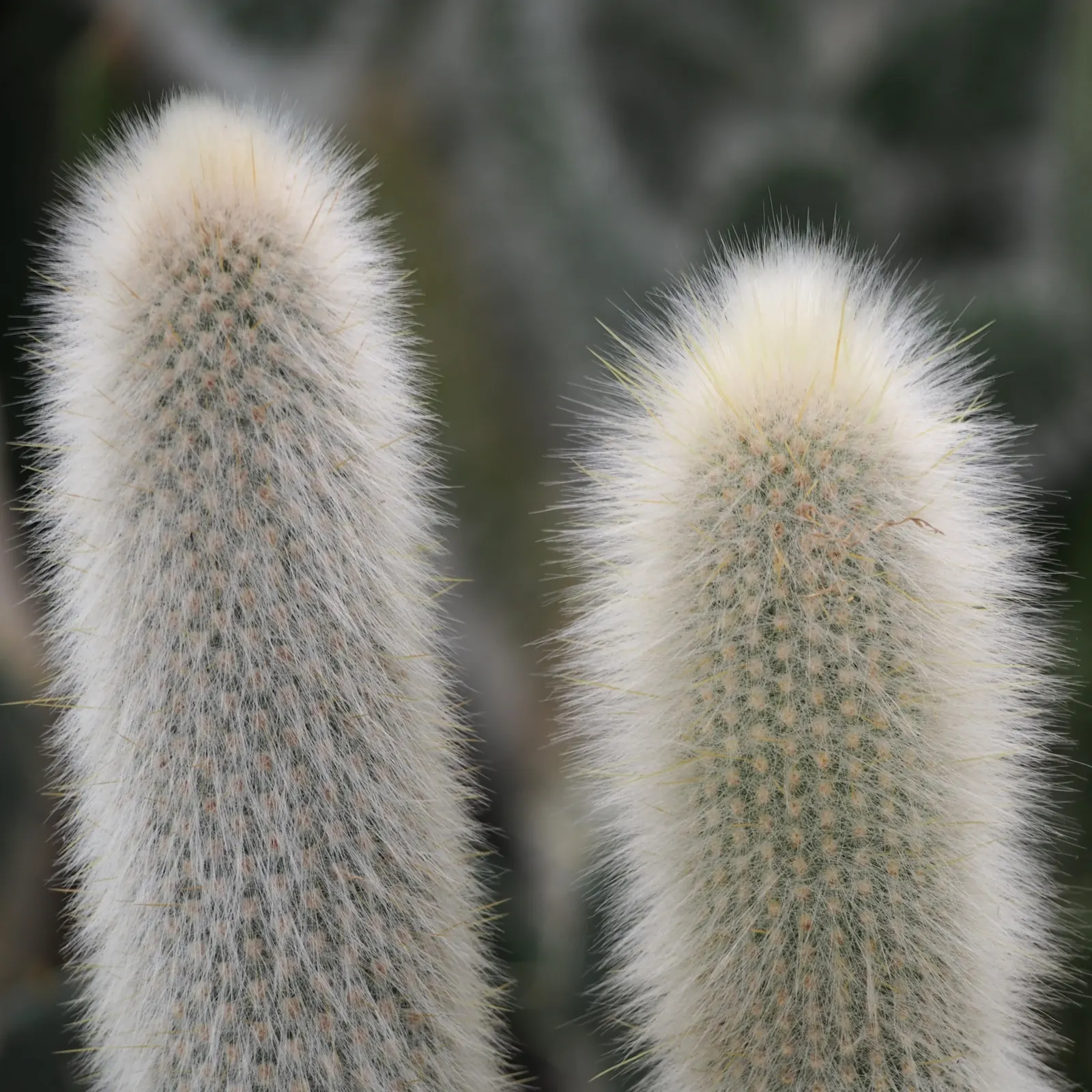 Silver Torch (Cleistocactus Strausii) — In summer, mature plants produce tubular red or burgundy flowers; mature specimens - typically those over, image 52