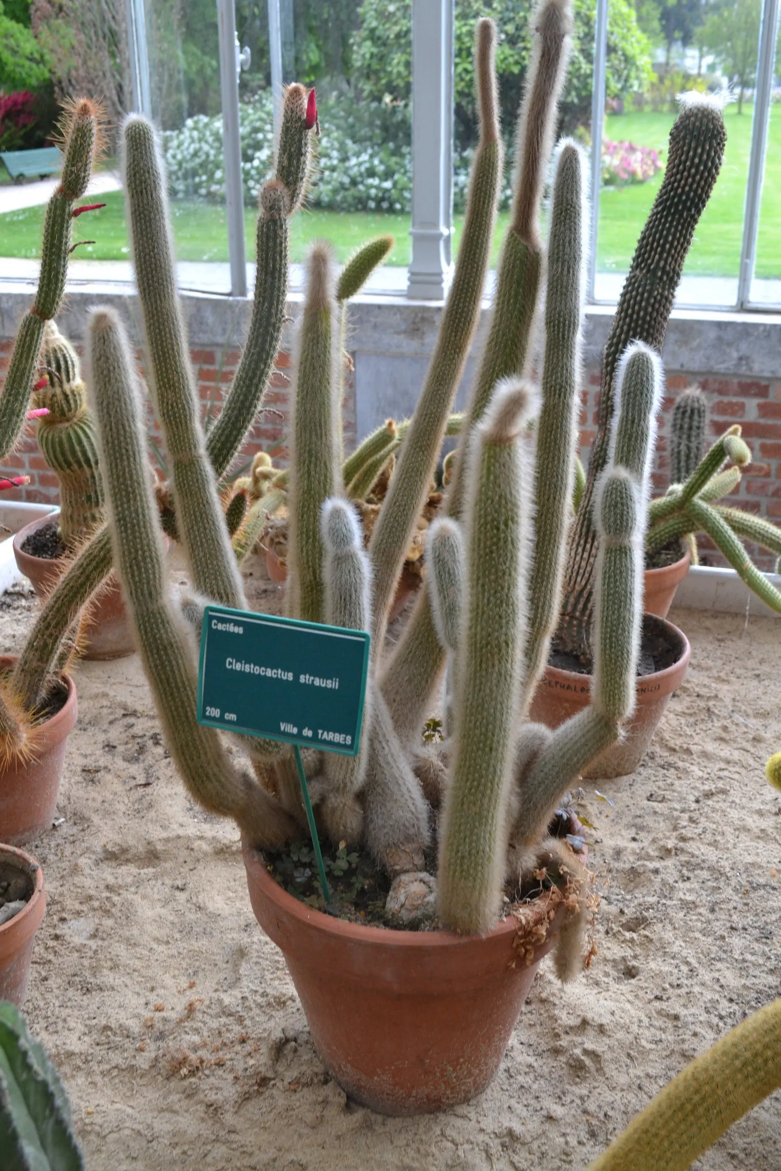 Silver Torch (Cleistocactus Strausii) — mature specimens - typically those over several years old - produce exquisite; red or burgundy flowers that are approx