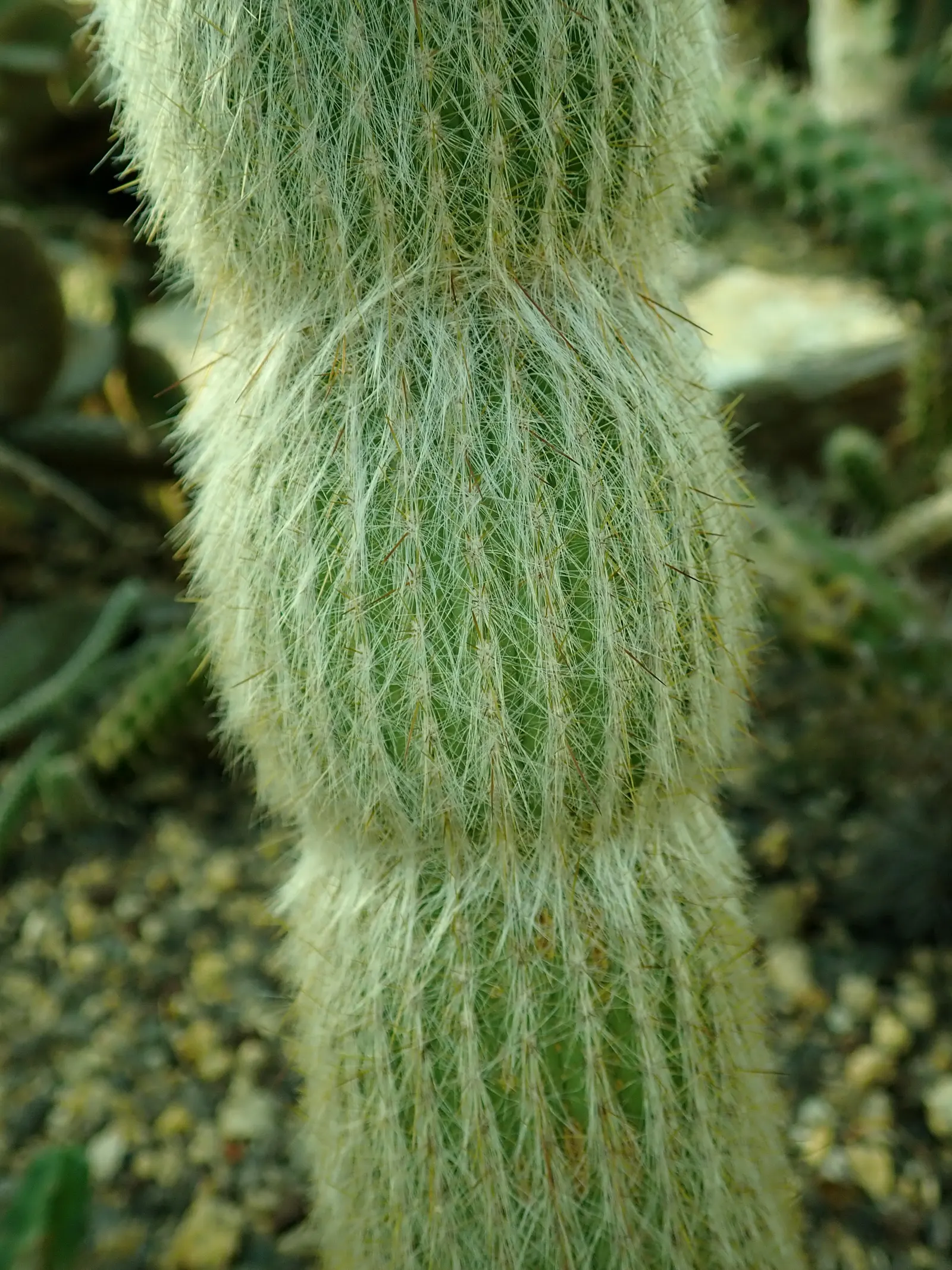 Silver Torch (Cleistocactus Strausii) — Regularly remove any weeds and debris from its base, maintaining a tidy appearance and ensuring plant vigor; cactus