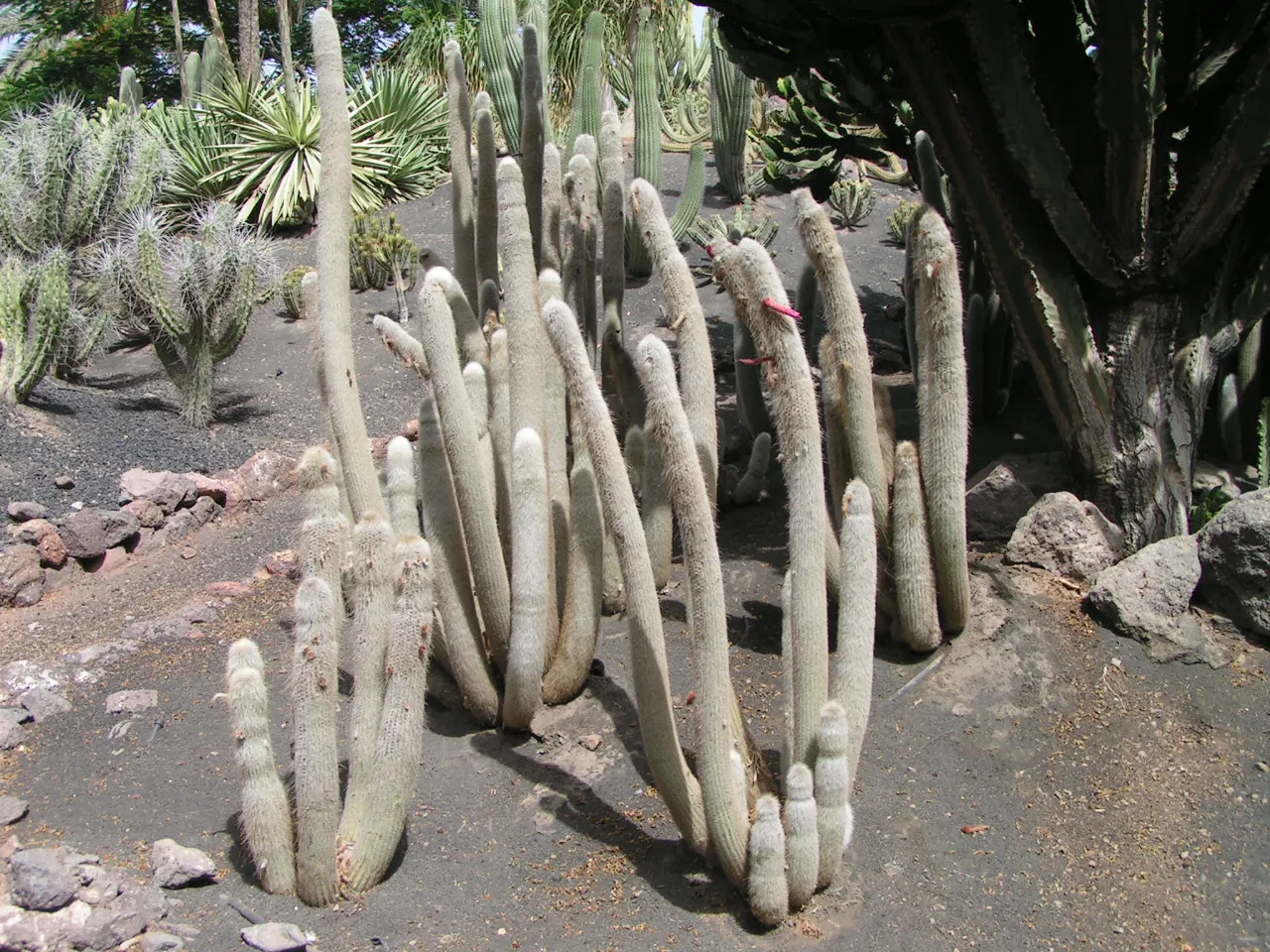 Silver Torch (Cleistocactus Strausii) — cactus with red blooms; attaining heights of up to 10 feet