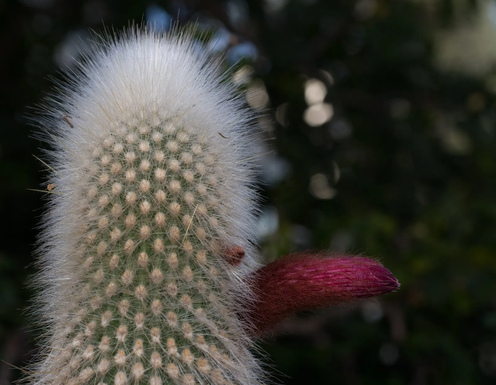 Silver Torch (Cleistocactus Strausii) — red flowers in the garden; in summer, mature plants produce tubular red or burgundy flowers