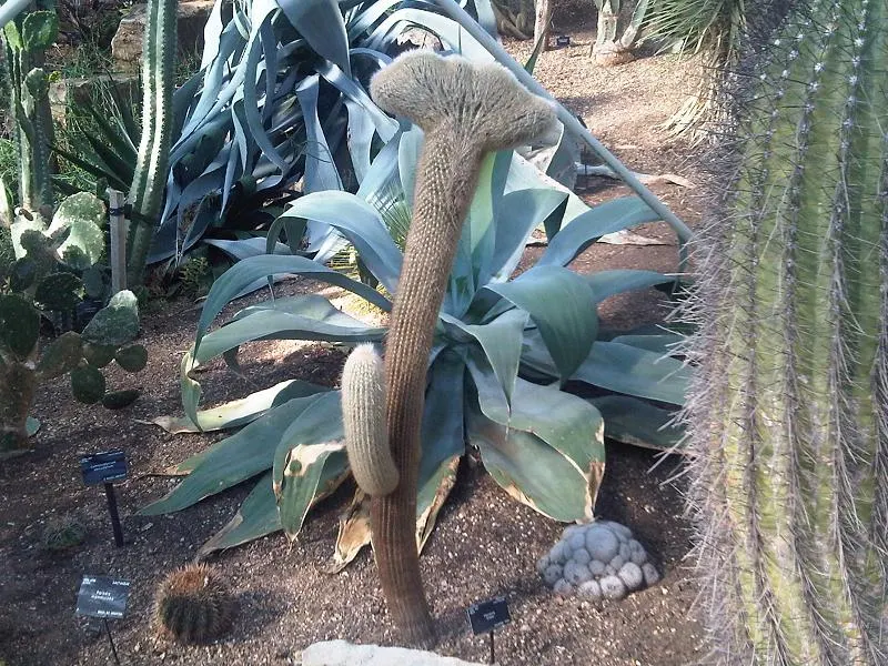 Silver Torch (Cleistocactus Strausii) — The plant's surface is artfully adorned with dense; this cactus thrives in USDA hardiness zones 9 to 11 and prefers