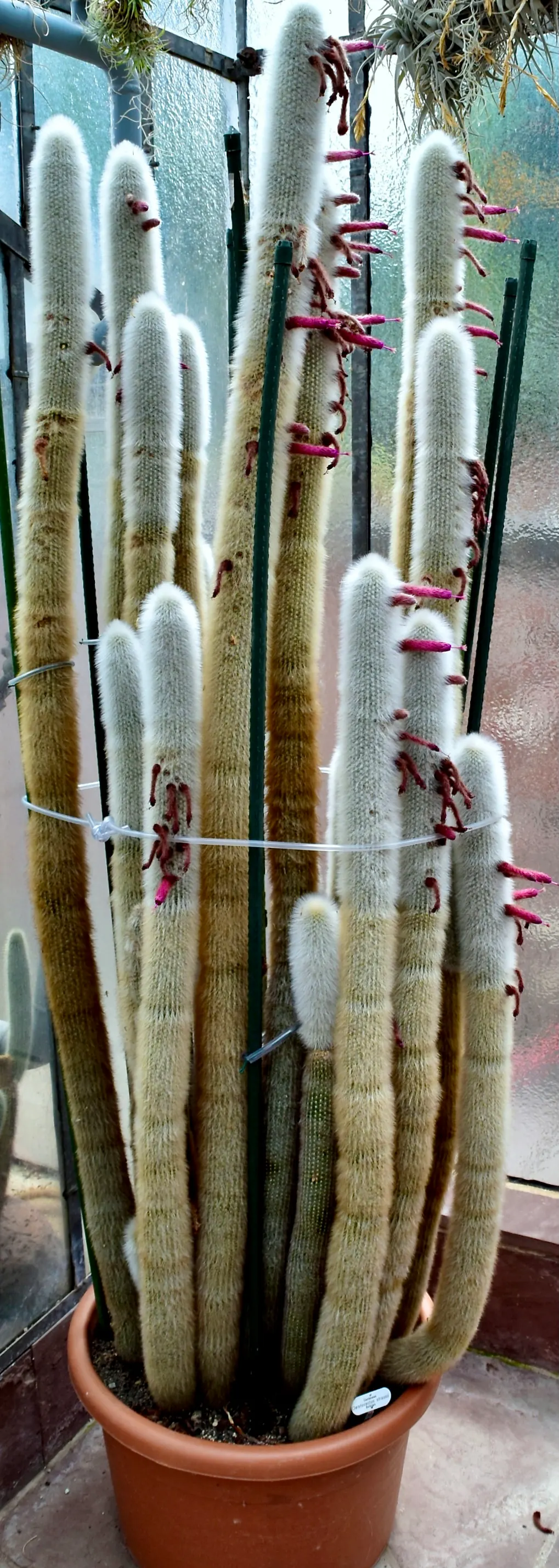 Silver Torch (Cleistocactus Strausii) — Originating from the high elevations of Bolivia and Argentina