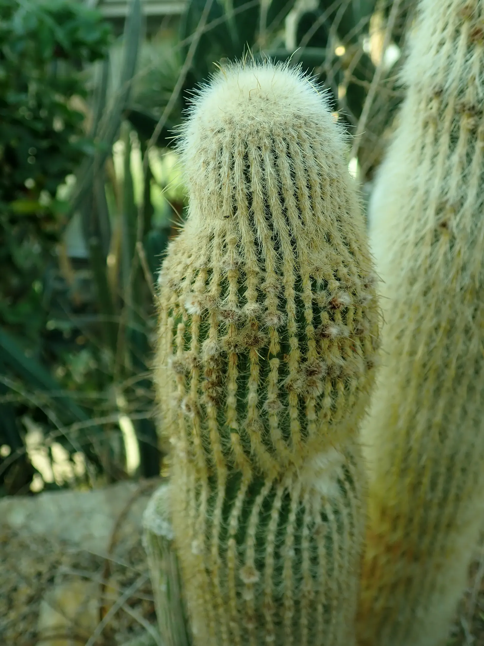 Silver Torch (Cleistocactus Strausii) — where it can bask in the natural light for at least 6 hours per day.<br><br>Growing at a moderate pace; this cactus