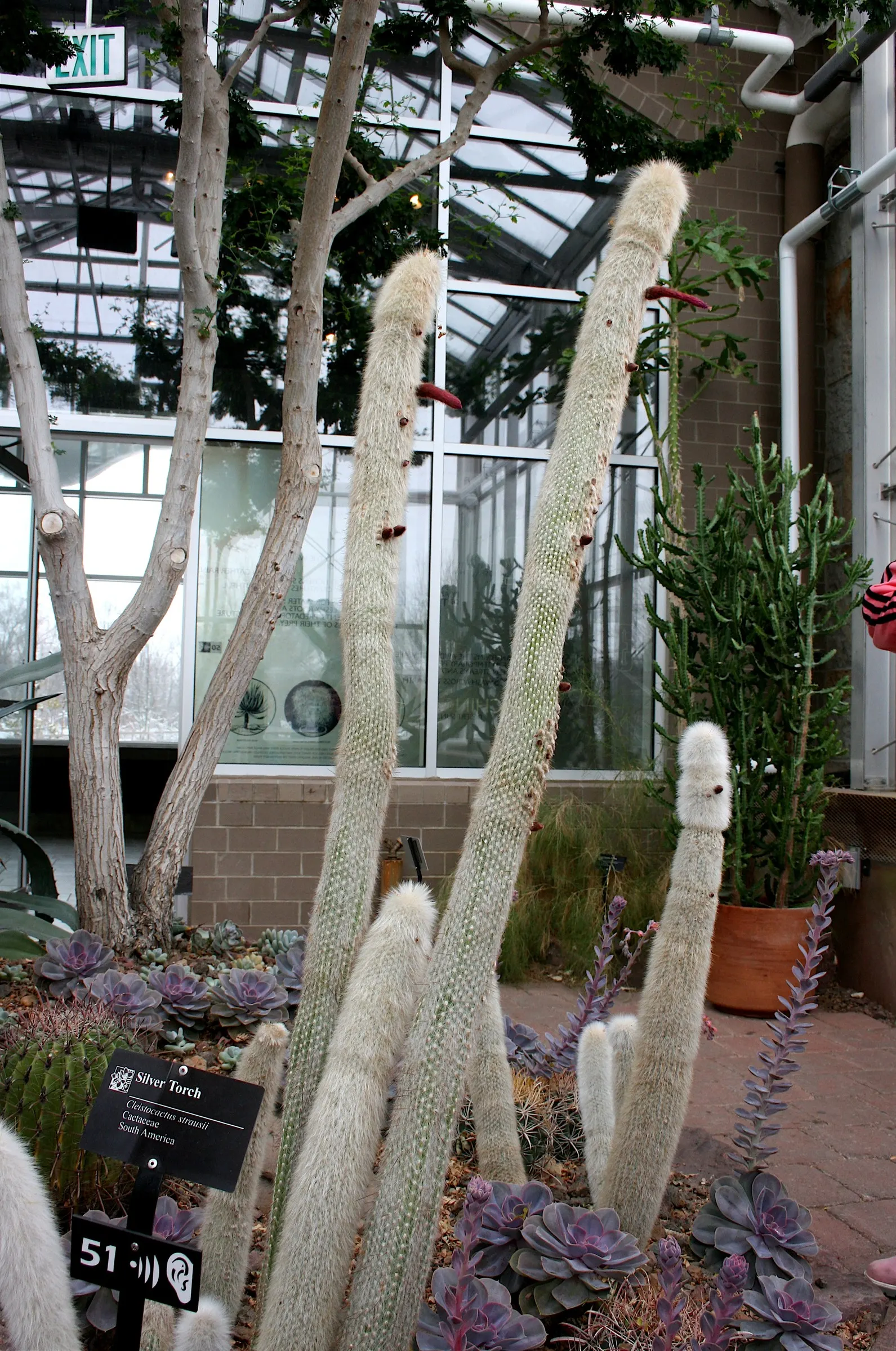 Silver Torch (Cleistocactus Strausii) — It reaches up to 10 feet tall; where it can bask in the natural light for at least 6 hours per, image 71