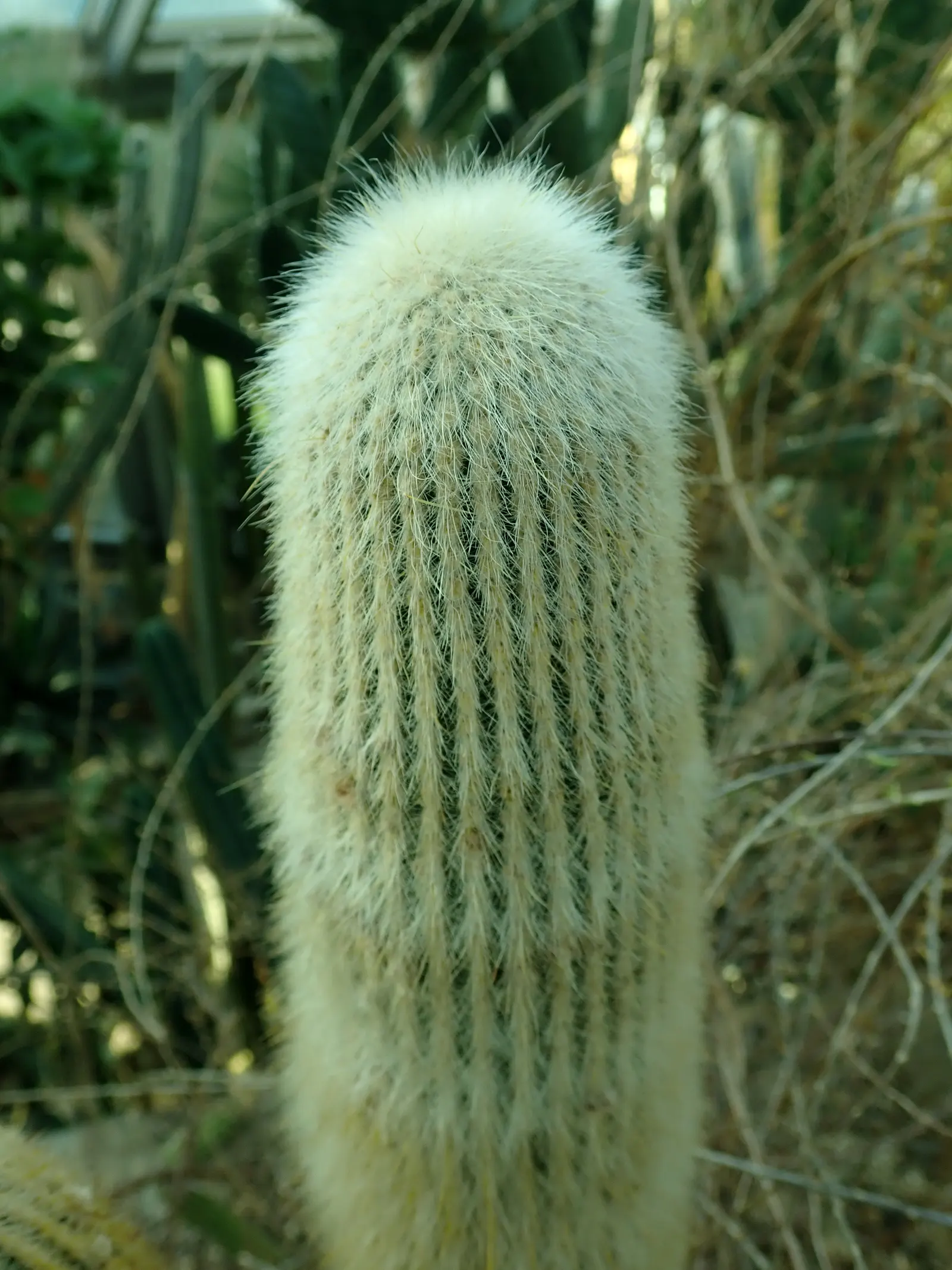 Silver Torch (Cleistocactus Strausii) — this cactus thrives in USDA hardiness zones 9 to 11 and prefers full sun exposure; red flowers in the garden