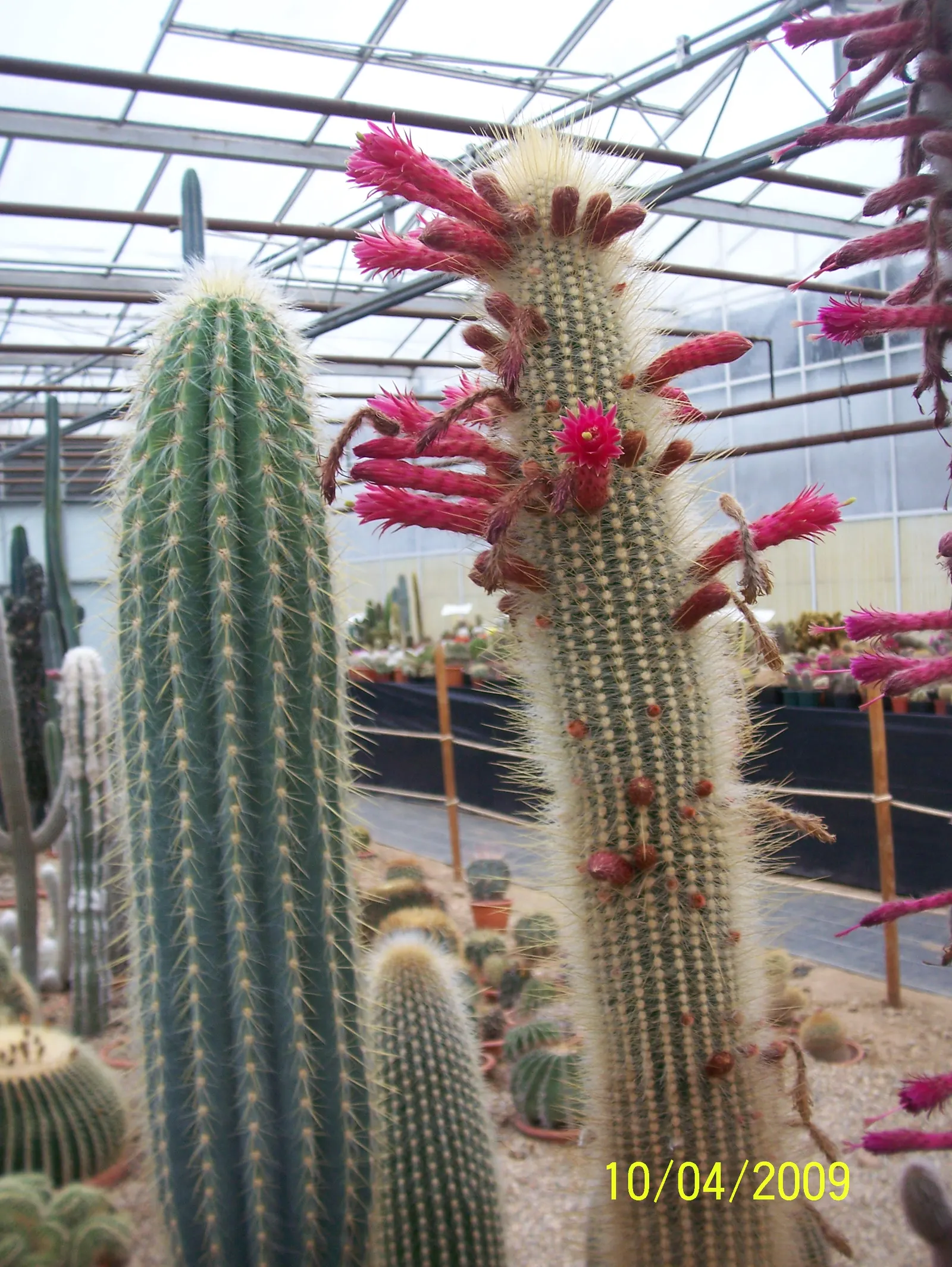 Silver Torch (Cleistocactus Strausii) — cactus for full; regularly remove any weeds and debris from its base, maintaining a tidy appearance and, image 69