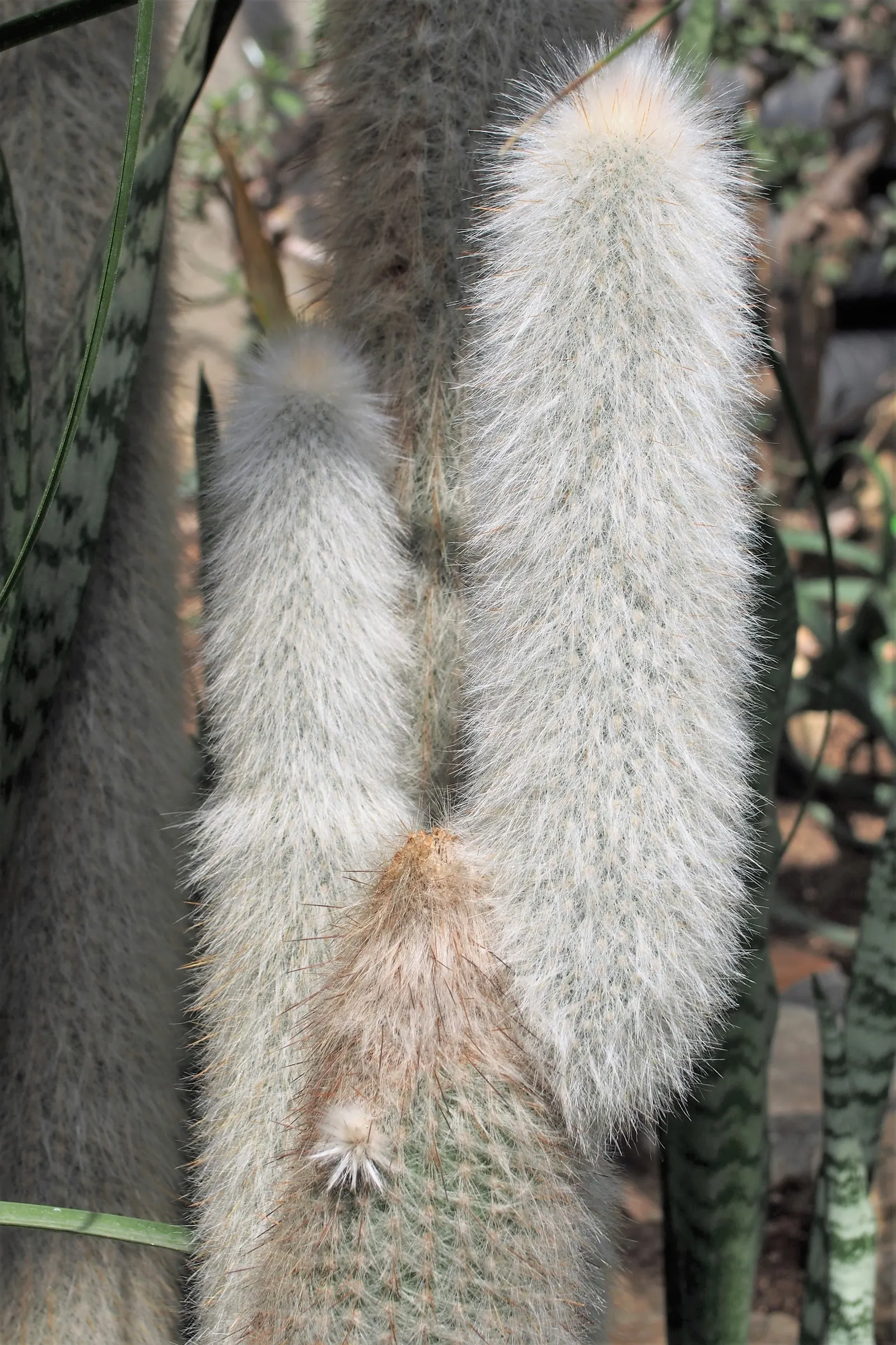 Silver Torch (Cleistocactus Strausii) — This cactus prefers well-drained soils and full sun to partial shade; originating from the high elevations, image 51