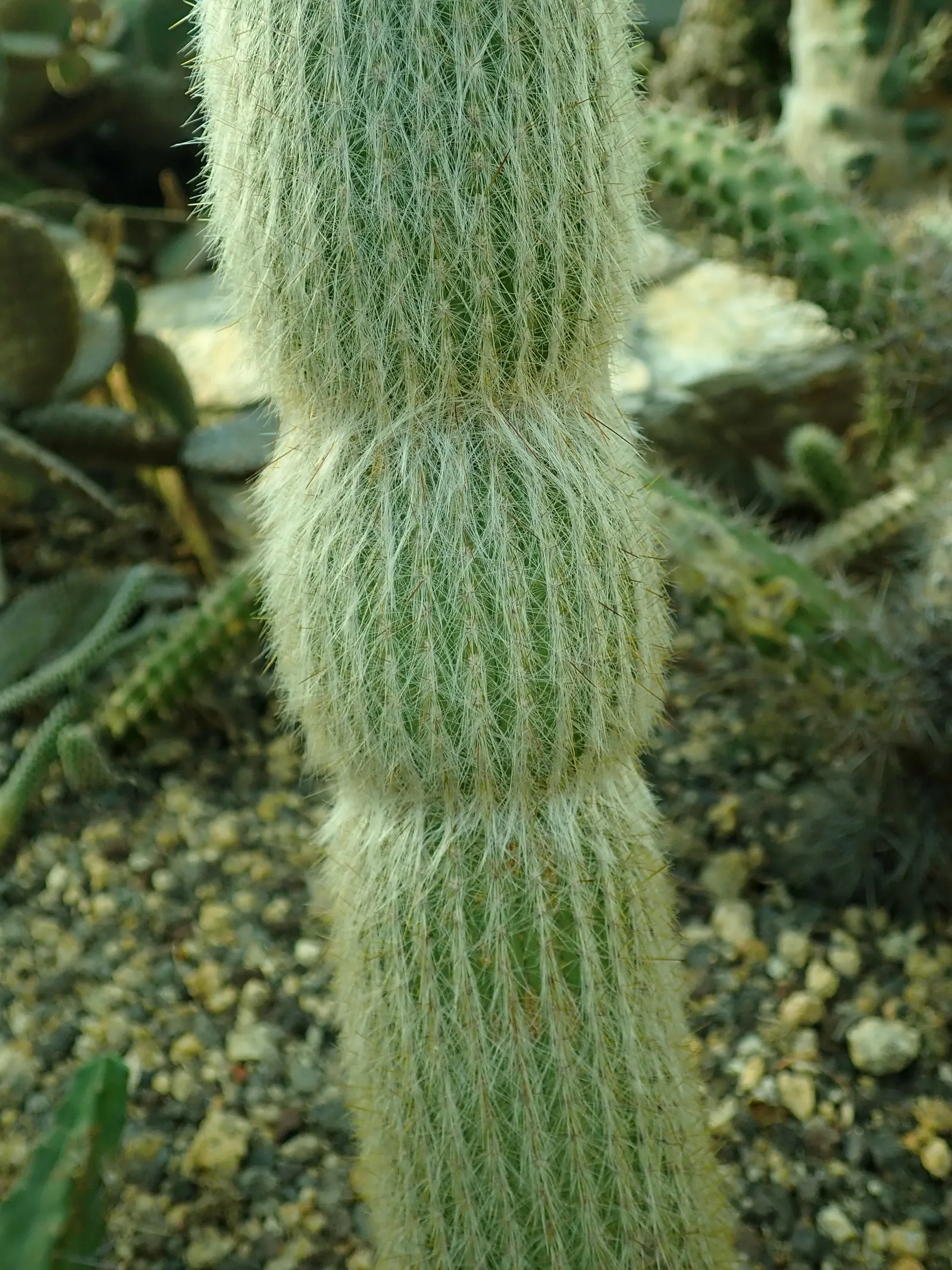 Silver Torch (Cleistocactus Strausii) — commonly referred to as the Silver Torch or Woolly Torch