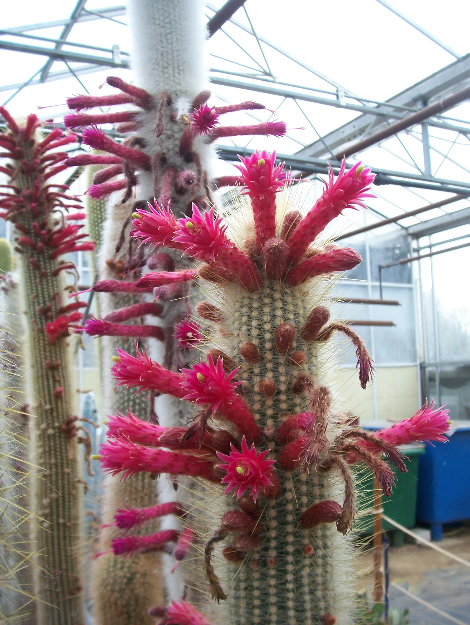 Silver Torch (Cleistocactus Strausii) — Silver Torch (Cleistocactus strausii) is a striking columnar cactus, native to high altitudes of Bolivia, image 70