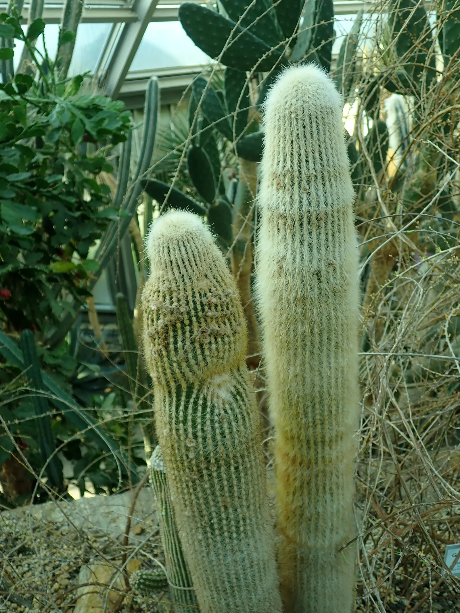 Silver Torch (Cleistocactus Strausii) — commonly referred to as the Silver Torch or Woolly Torch; a low-maintenance choice, it adds vertical interest to xeric