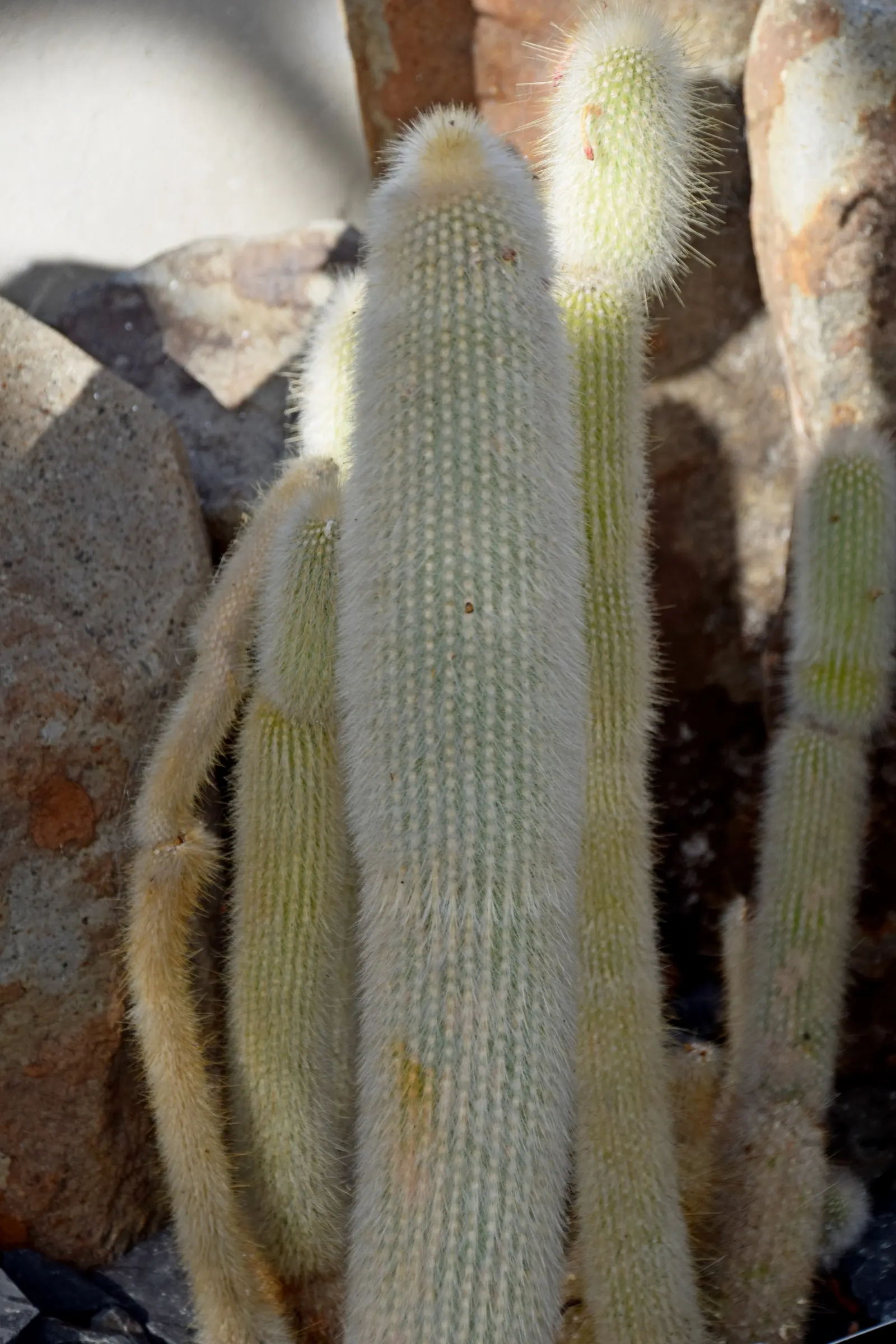 Silver Torch (Cleistocactus Strausii) — Minimal water requirements; commonly referred to as the Silver Torch or Woolly Torch