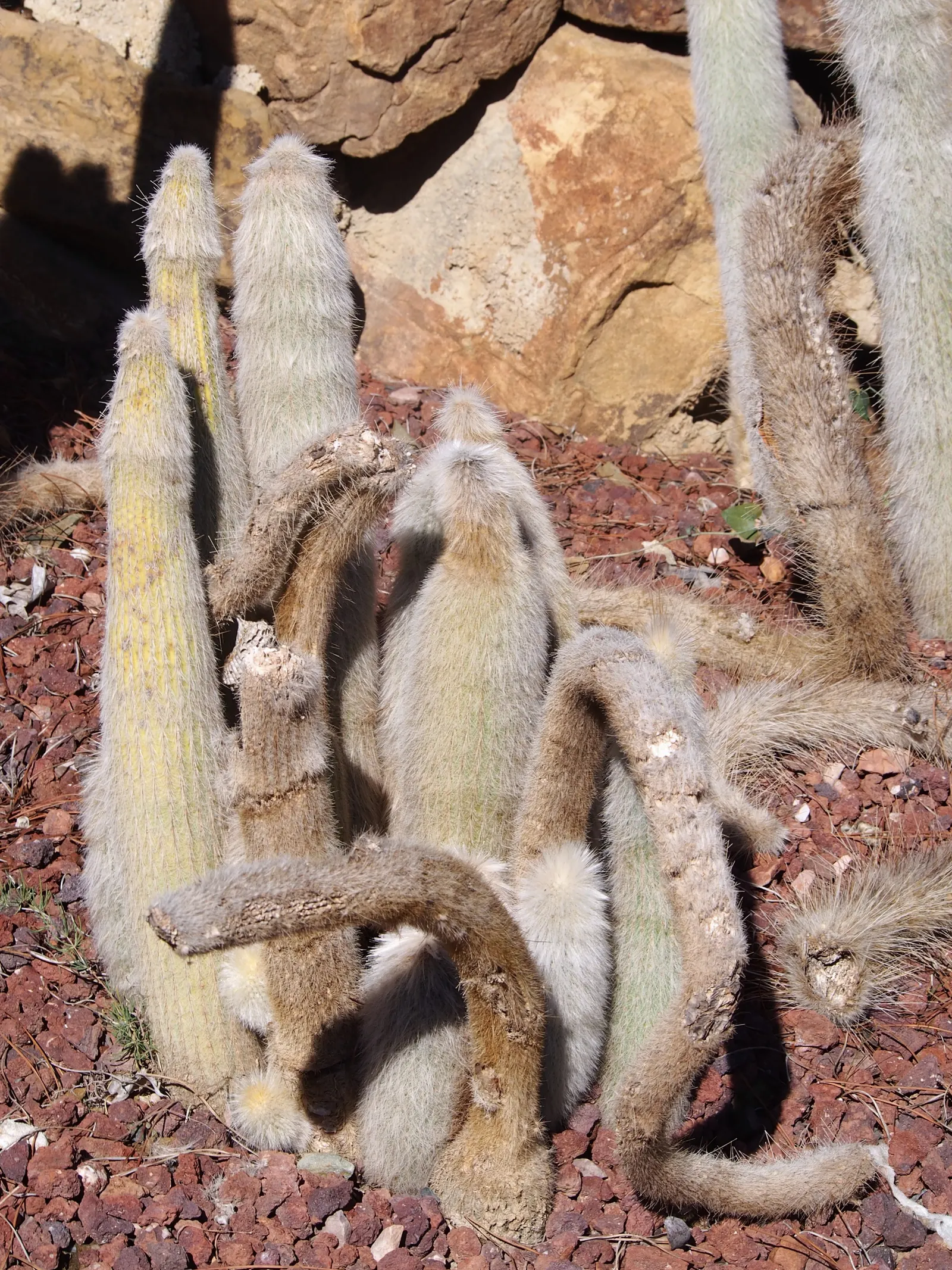 Silver Torch (Cleistocactus Strausii) — It reaches up to 10 feet tall; where it can bask in the natural light for at least 6 hours per, image 48
