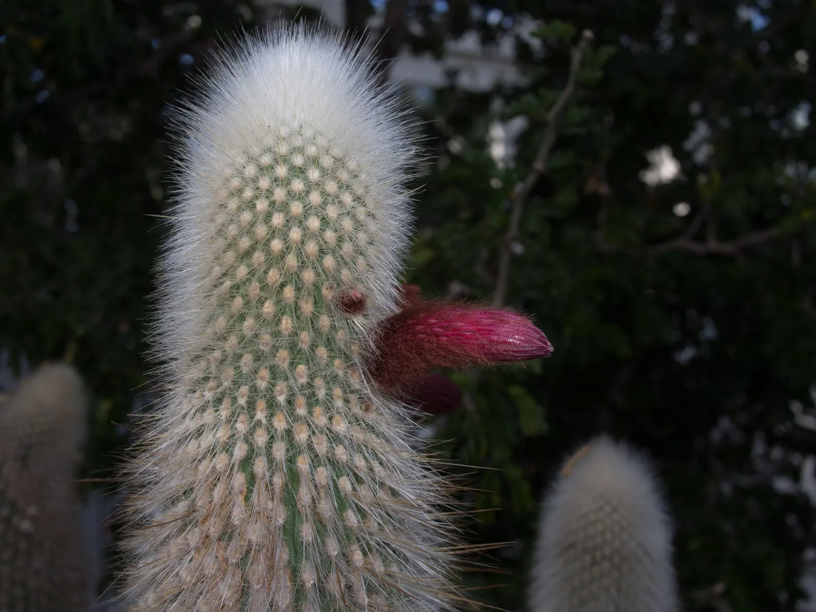 Silver Torch (Cleistocactus Strausii) — Originating from the high elevations of Bolivia and Argentina; while each column measures around 2.5 to 3, image 55