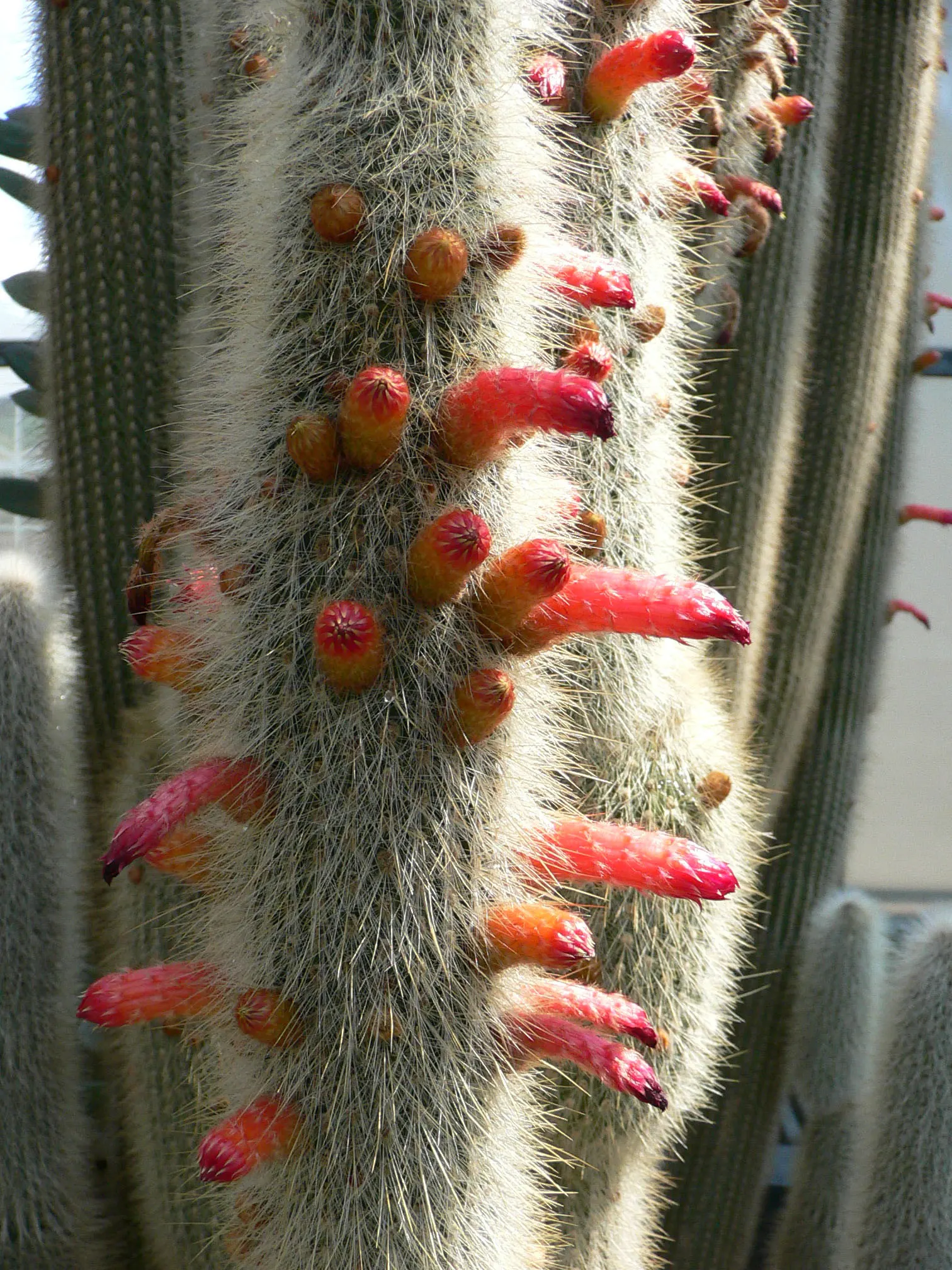 Silver Torch (Cleistocactus Strausii) — commonly referred to as the Silver Torch or Woolly Torch; a low-maintenance choice, it adds vertical, image 54