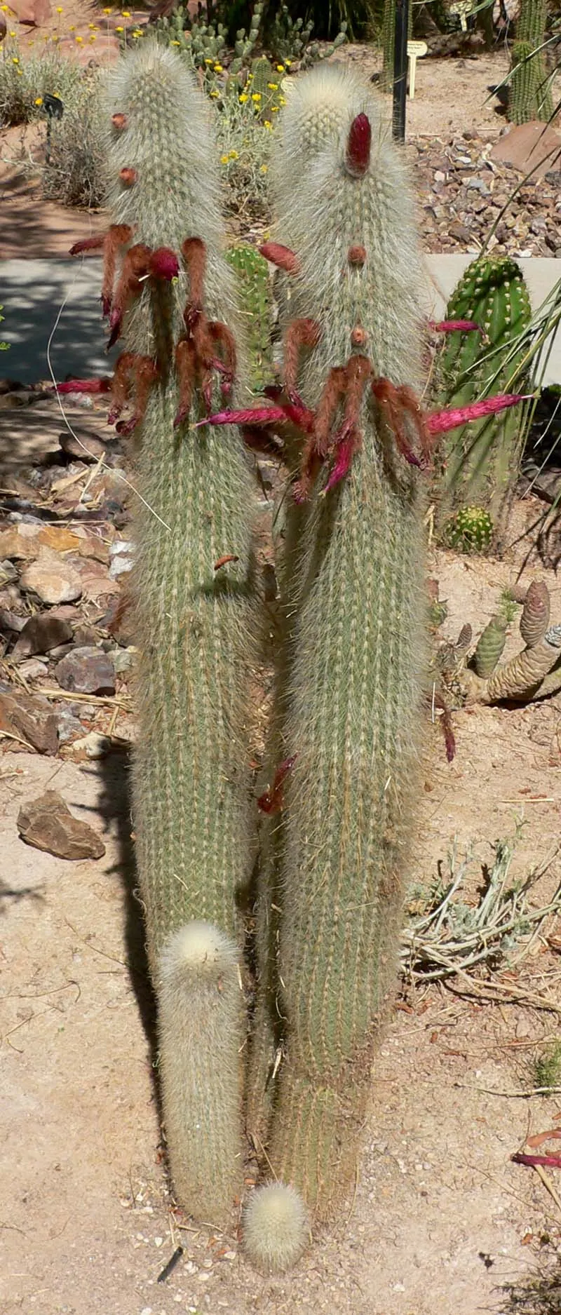Silver Torch (Cleistocactus Strausii) — attaining heights of up to 10 feet; coupled with low maintenance needs