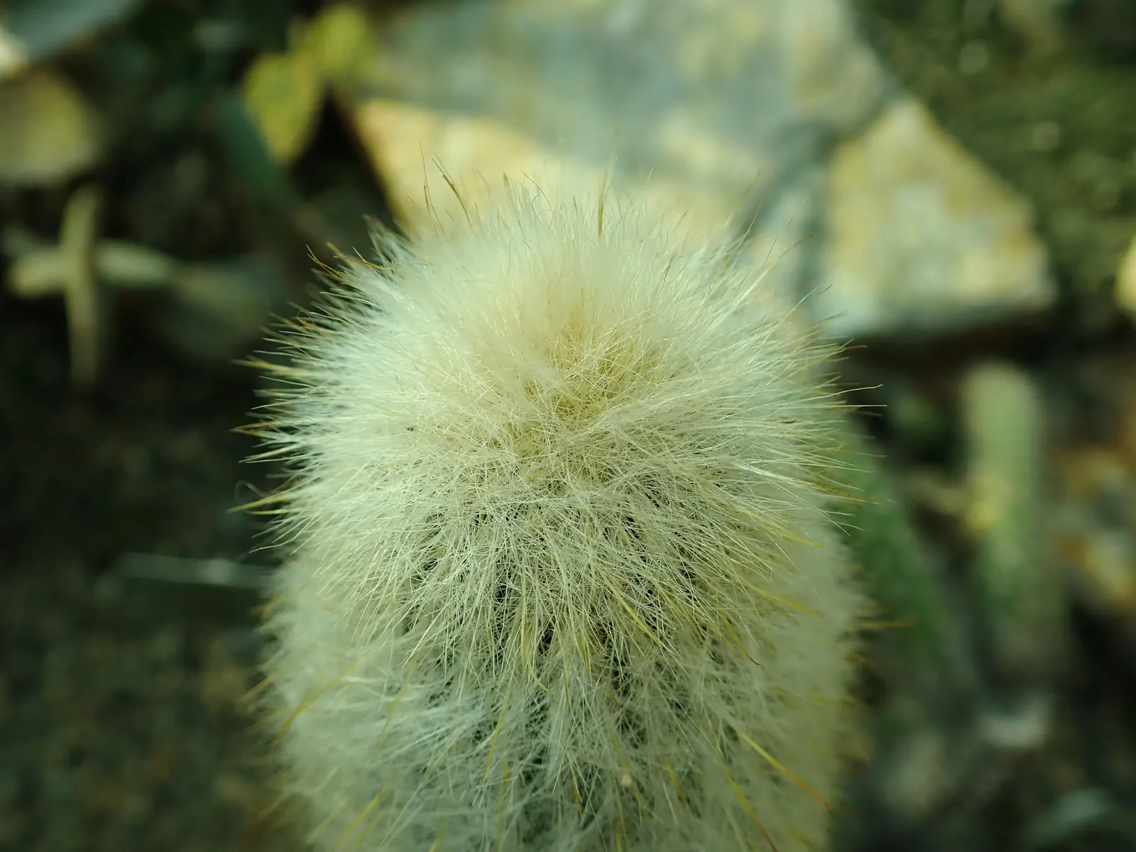 Silver Torch (Cleistocactus Strausii) — Originating from the high elevations of Bolivia and Argentina; while each column measures around 2.5 to 3 inches in