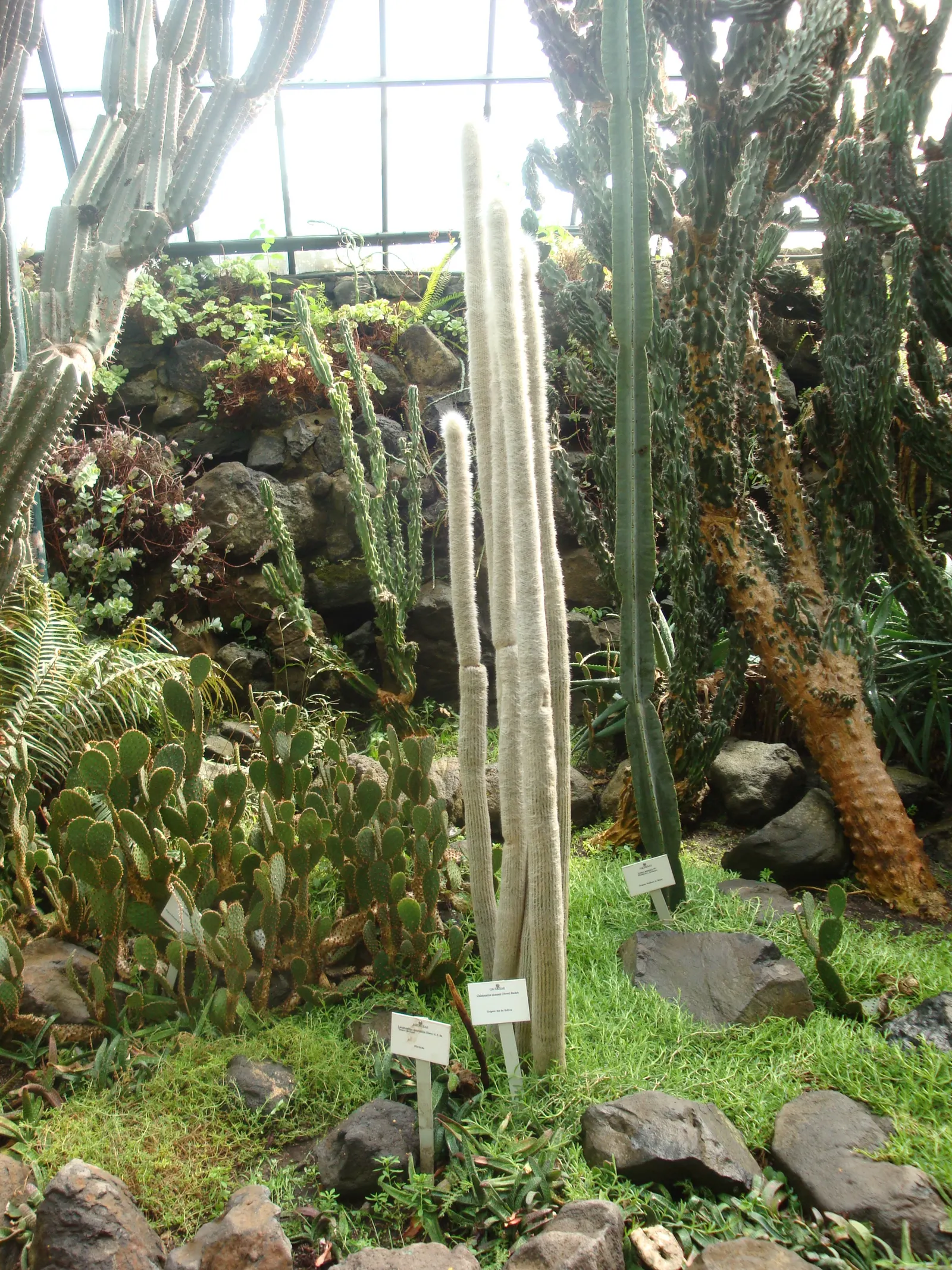 Silver Torch (Cleistocactus Strausii) — Regularly remove any weeds and debris from its base, maintaining a tidy appearance and ensuring plant, image 66