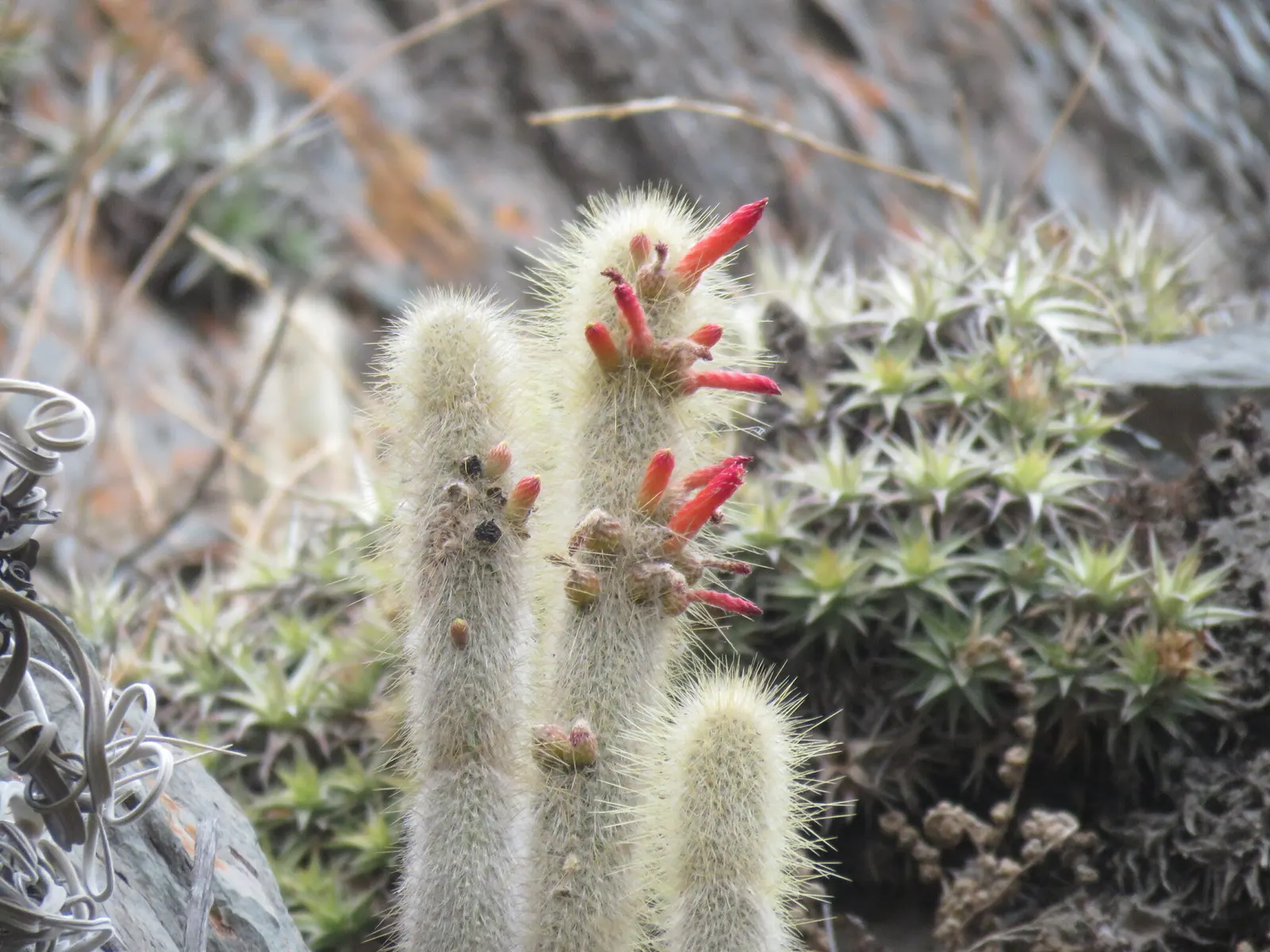 Silver Torch (Cleistocactus Strausii) — this cactus thrives in USDA hardiness zones 9 to 11 and prefers full sun exposure; red flowers in the garden, image 56