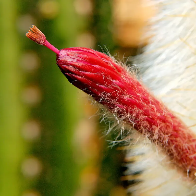 Silver Torch (Cleistocactus Strausii) — mature specimens - typically those over several years old - produce exquisite; red or burgundy flowers that, image 62