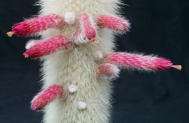 Silver Torch (Cleistocactus Strausii) — attaining heights of up to 10 feet; coupled with low maintenance needs, image 59