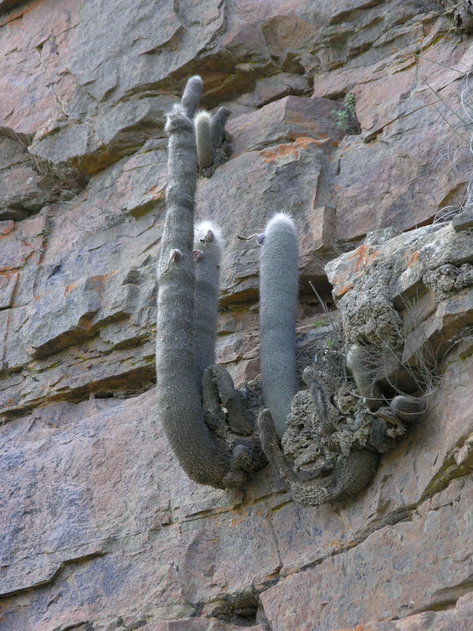 Silver Torch (Cleistocactus Strausii) — A low-maintenance choice, it adds vertical interest to xeric landscapes and rock gardens