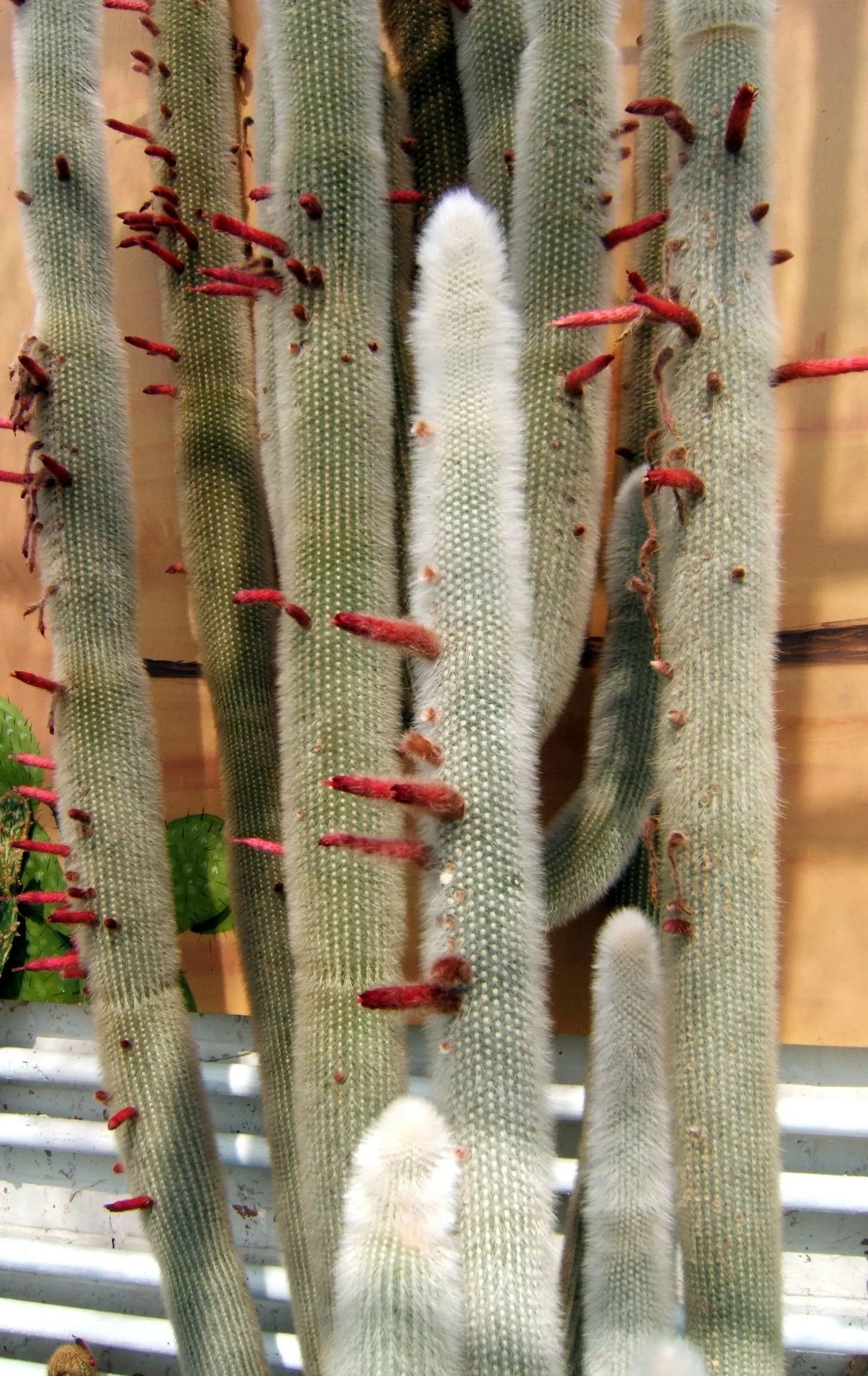 Silver Torch (Cleistocactus Strausii) — red flowers in the garden; in summer, mature plants produce tubular red or burgundy flowers, image 67