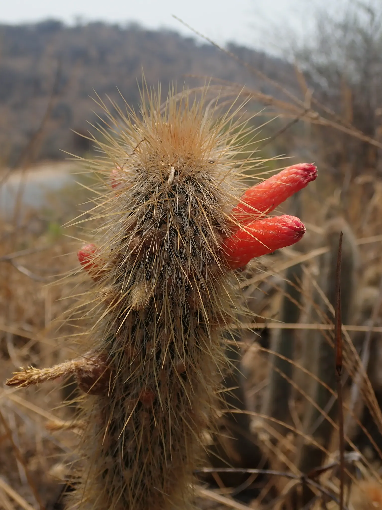 Silver Torch (Cleistocactus Strausii) — where it can bask in the natural light for at least 6 hours per day.<br><br>Growing at a moderate pace, image 57