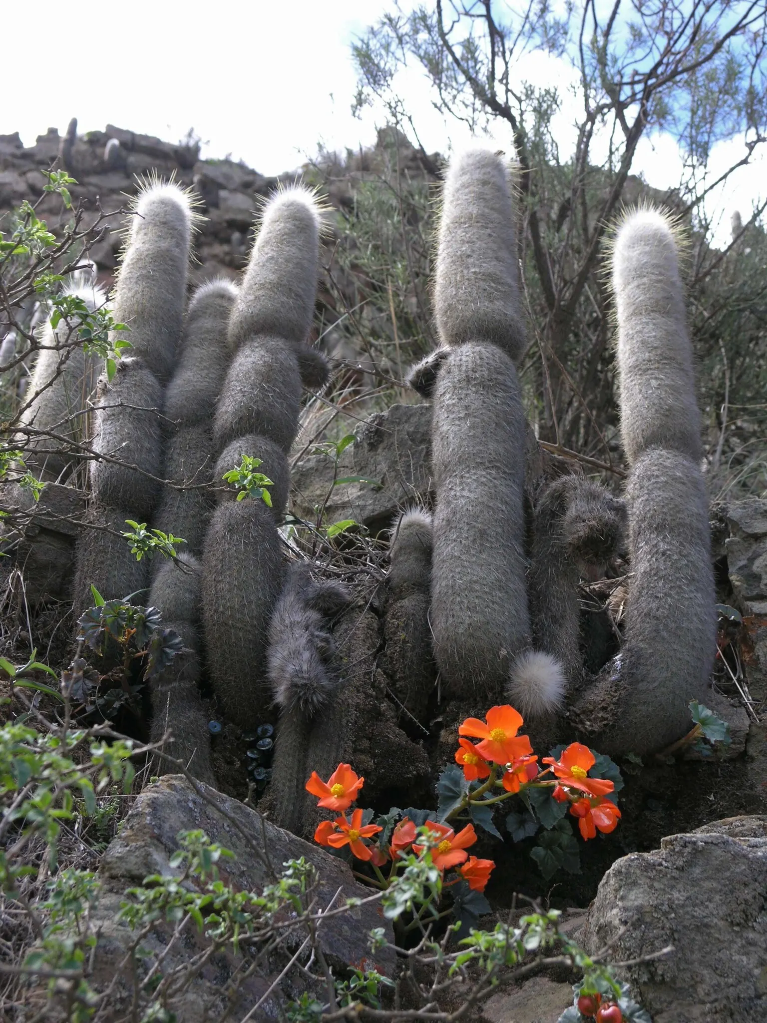 Silver Torch (Cleistocactus Strausii) — cactus with red blooms; attaining heights of up to 10 feet, image 68