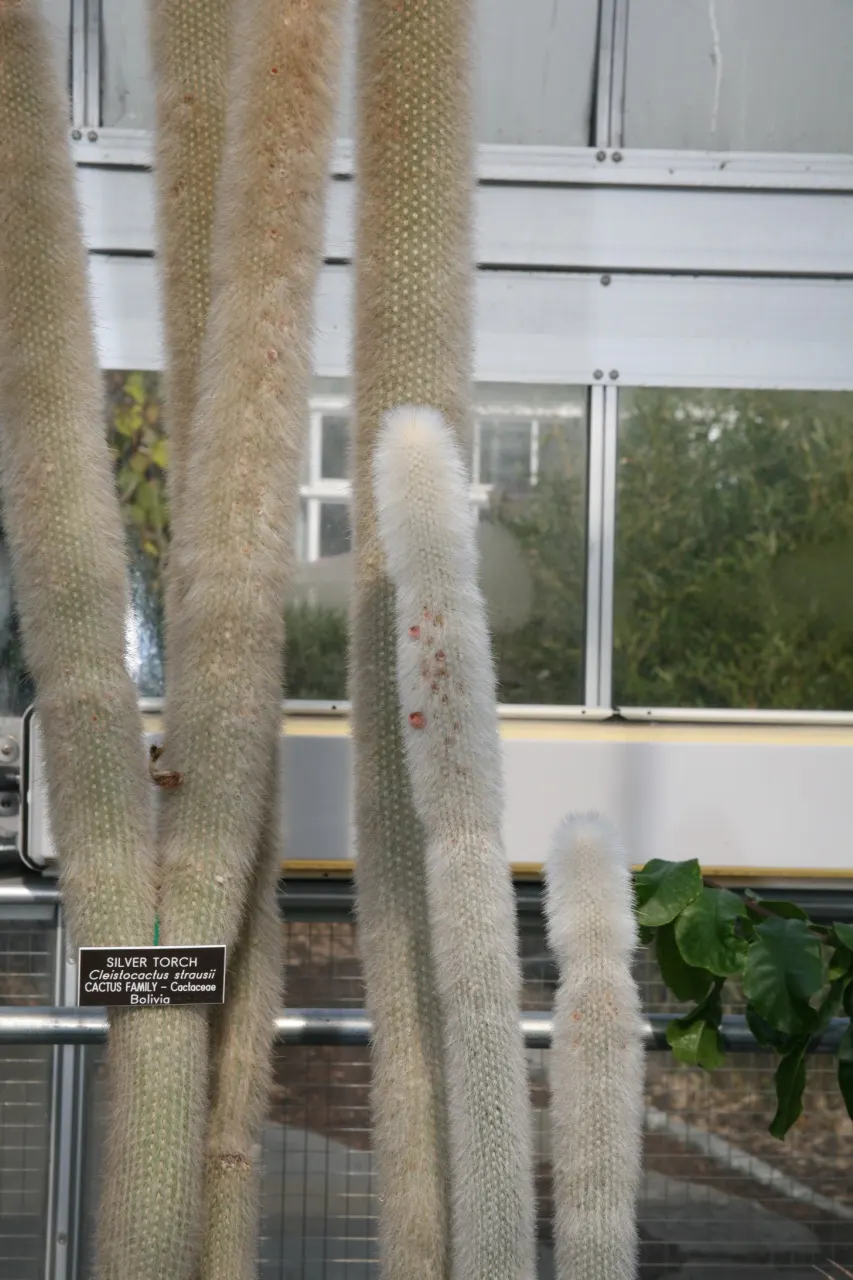 Silver Torch (Cleistocactus Strausii) — In summer, mature plants produce tubular red or burgundy flowers