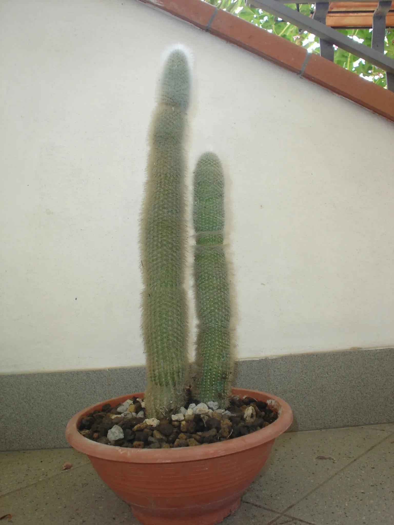 Silver Torch (Cleistocactus Strausii) — red or burgundy flowers that are approx; silver Torch (Cleistocactus strausii) is a striking columnar, image 63