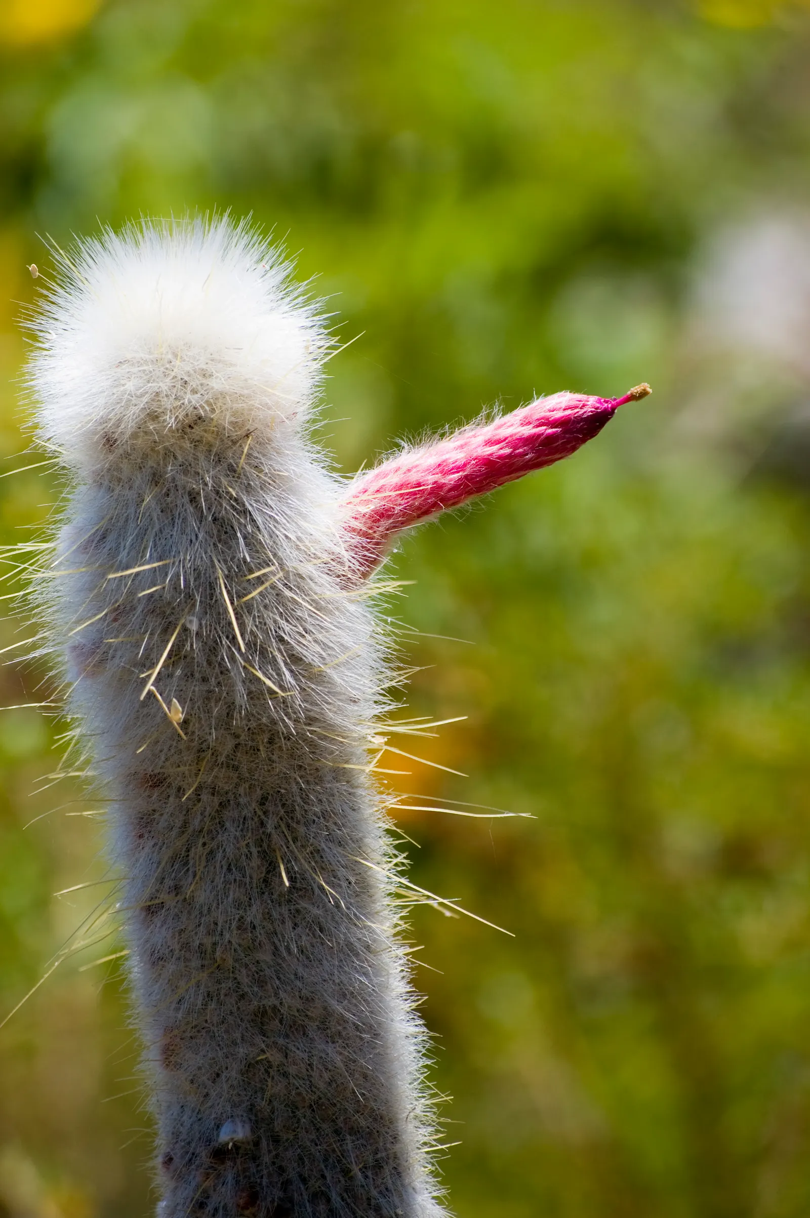 Silver Torch (Cleistocactus Strausii) — densely covered with silvery spines; it reaches up to 10 feet tall, image 50