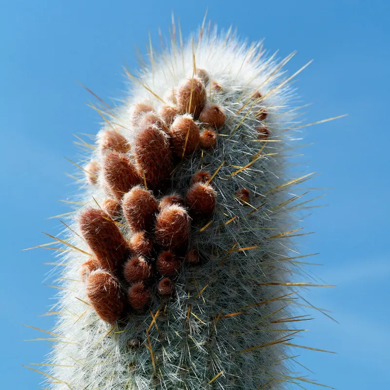 Silver Torch (Cleistocactus Strausii) — coupled with low maintenance needs; the plant's surface is artfully adorned with dense, image 65
