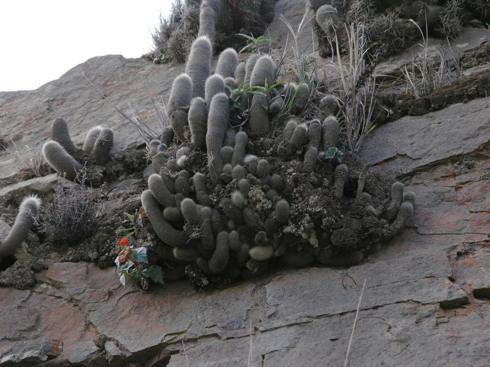 Silver Torch (Cleistocactus Strausii) — Silver Torch (Cleistocactus strausii) is a striking columnar cactus, native to high altitudes of Bolivia