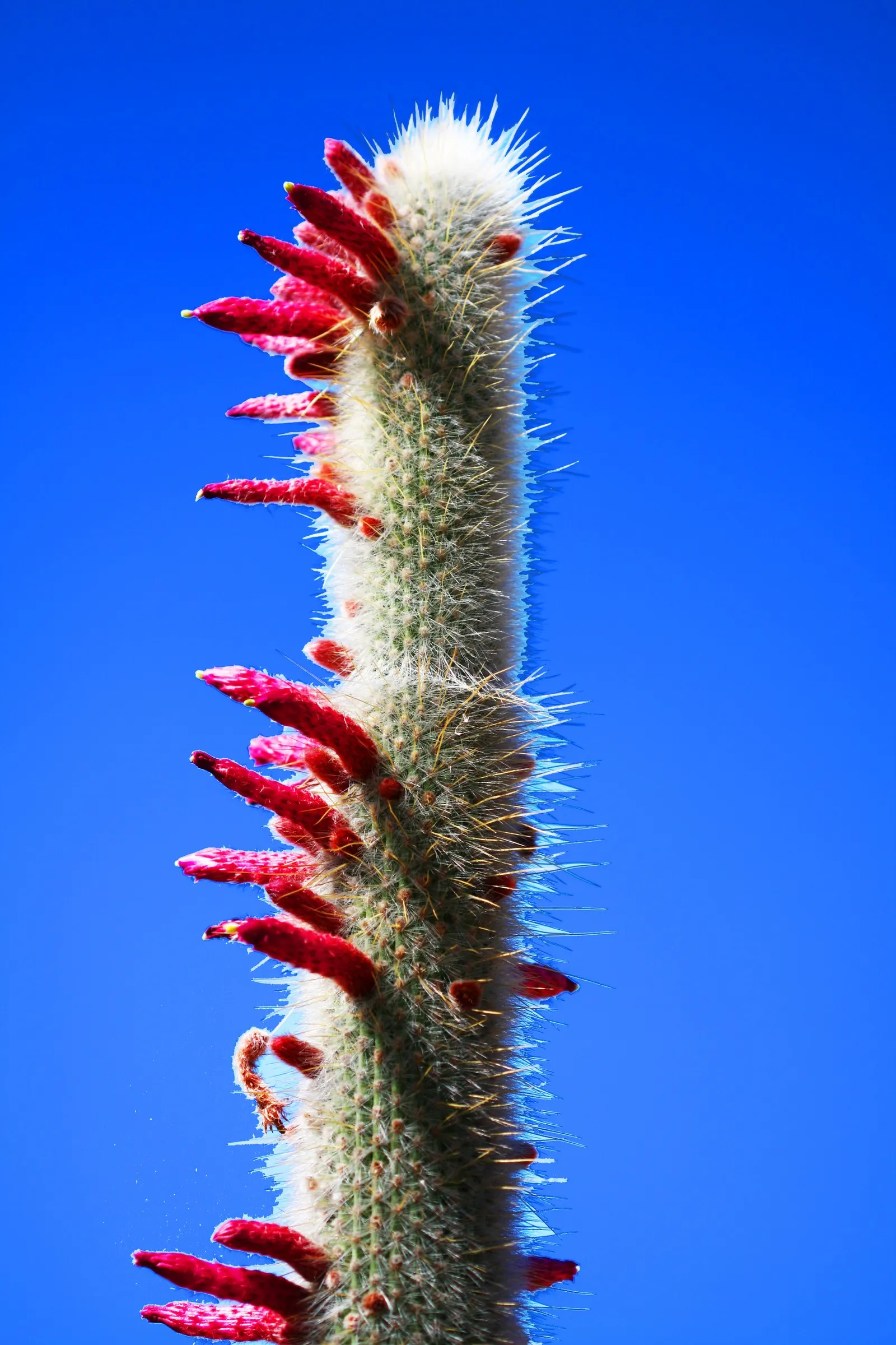 Silver Torch (Cleistocactus Strausii) — sporting multiple slender stems about 2.5 inches in diameter