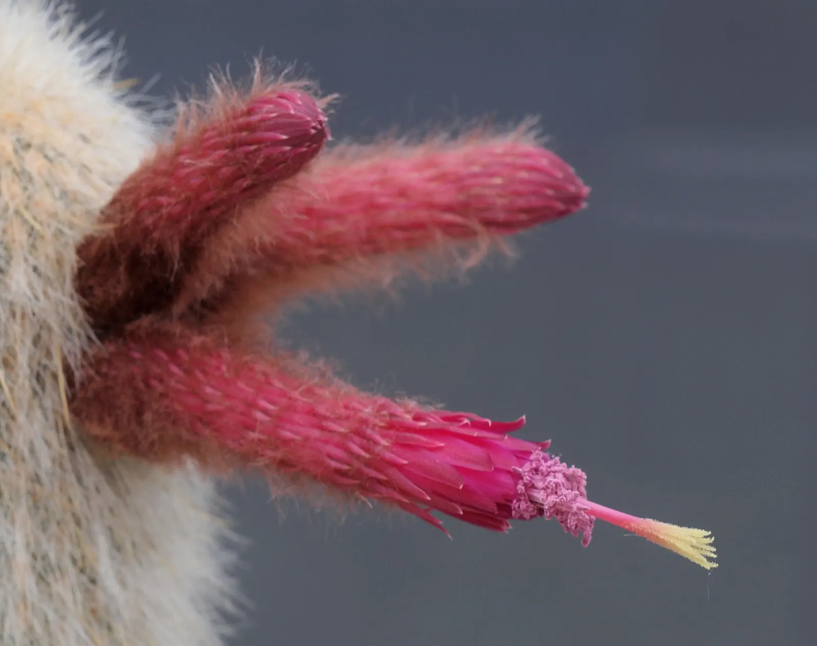 Silver Torch (Cleistocactus Strausii) — Minimal water requirements; commonly referred to as the Silver Torch or Woolly Torch, image 64
