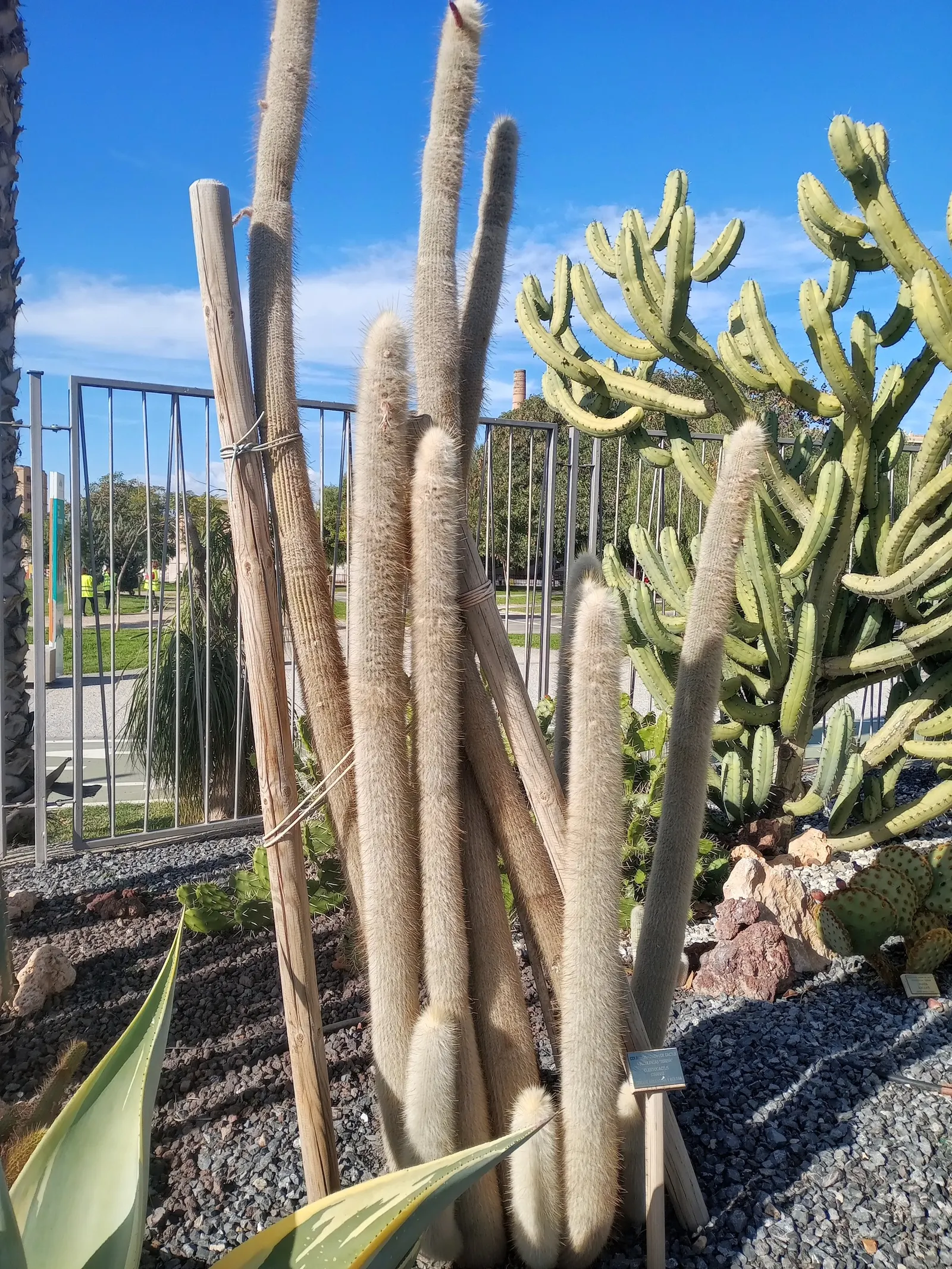 Silver Torch (Cleistocactus Strausii) — It reaches up to 10 feet tall