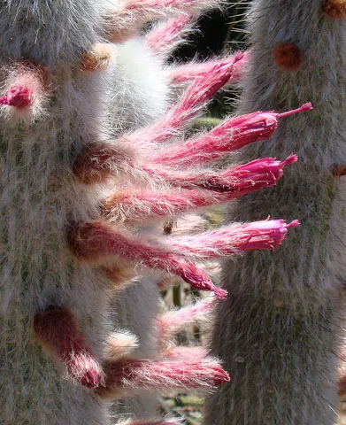 Silver Torch (Cleistocactus Strausii) — the Silver Torch reaches for the sky with its slender, image 58