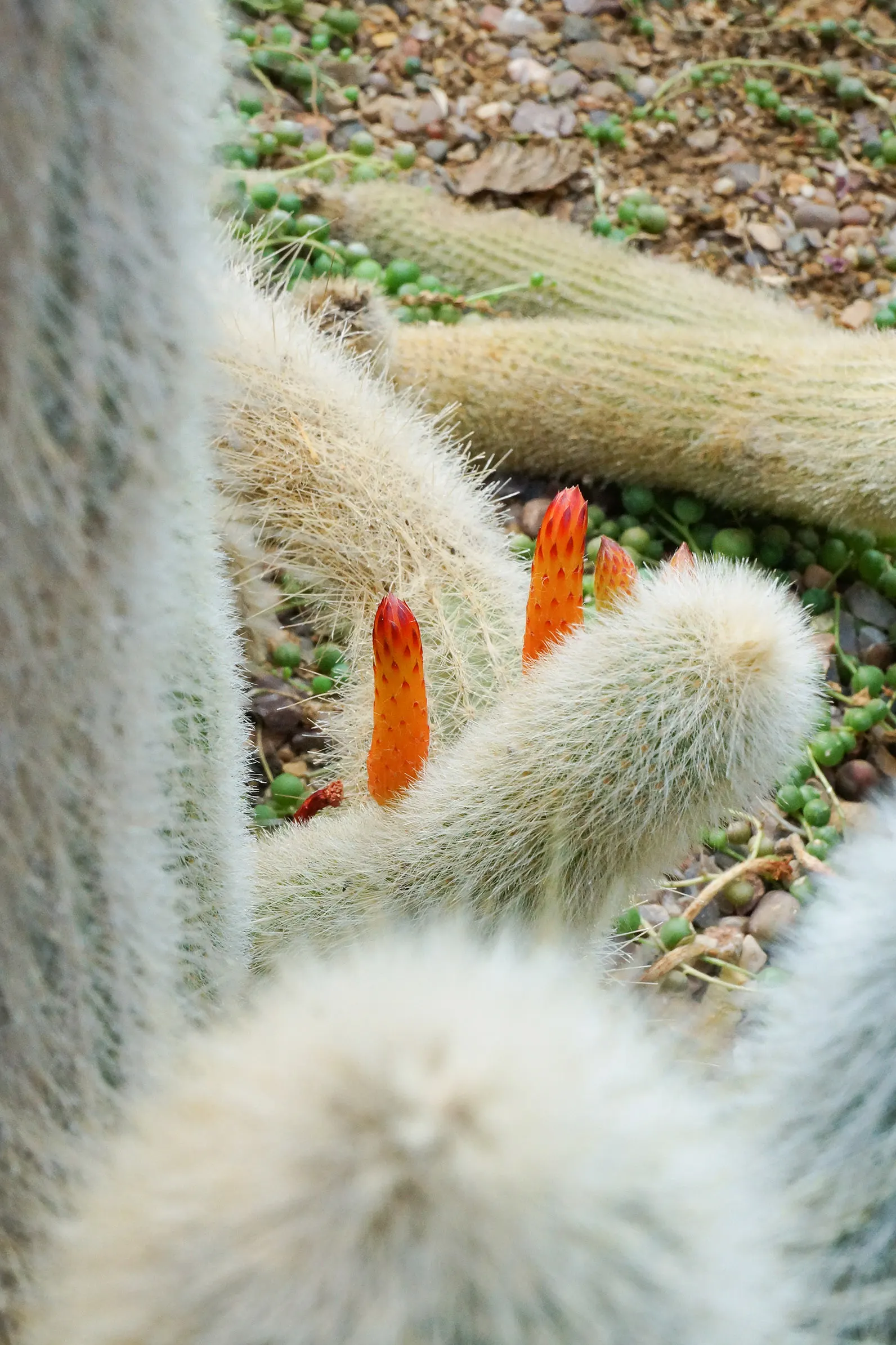 Silver Torch (Cleistocactus Strausii) — sporting multiple slender stems about 2.5 inches in diameter; minimal water requirements, image 49