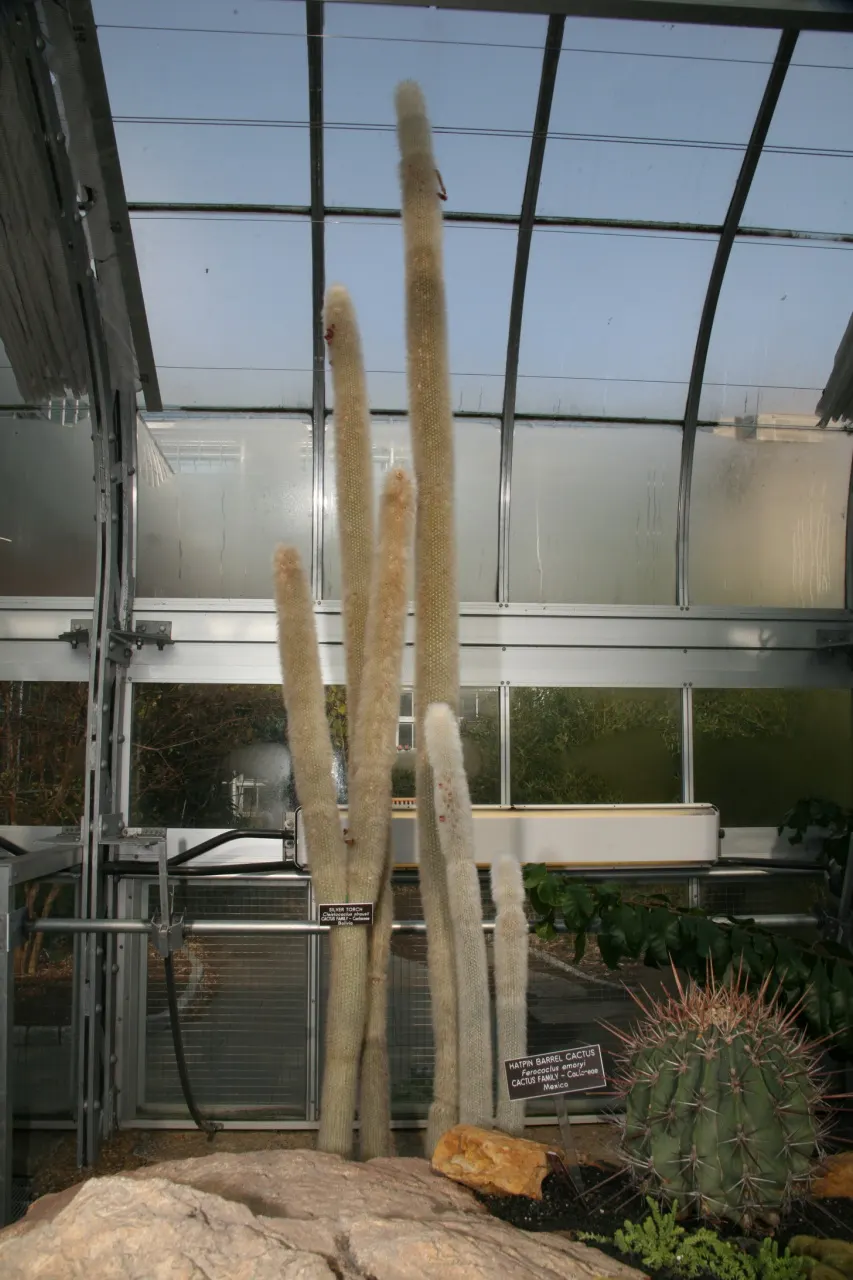 Silver Torch (Cleistocactus Strausii) — densely covered with silvery spines