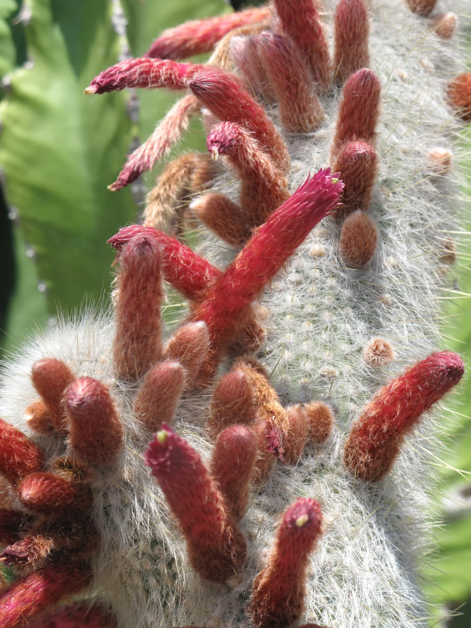 Silver Torch (Cleistocactus Strausii) — The plant's surface is artfully adorned with dense