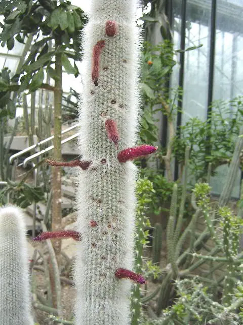 Silver Torch (Cleistocactus Strausii) — Regularly remove any weeds and debris from its base, maintaining a tidy appearance and ensuring plant vigor