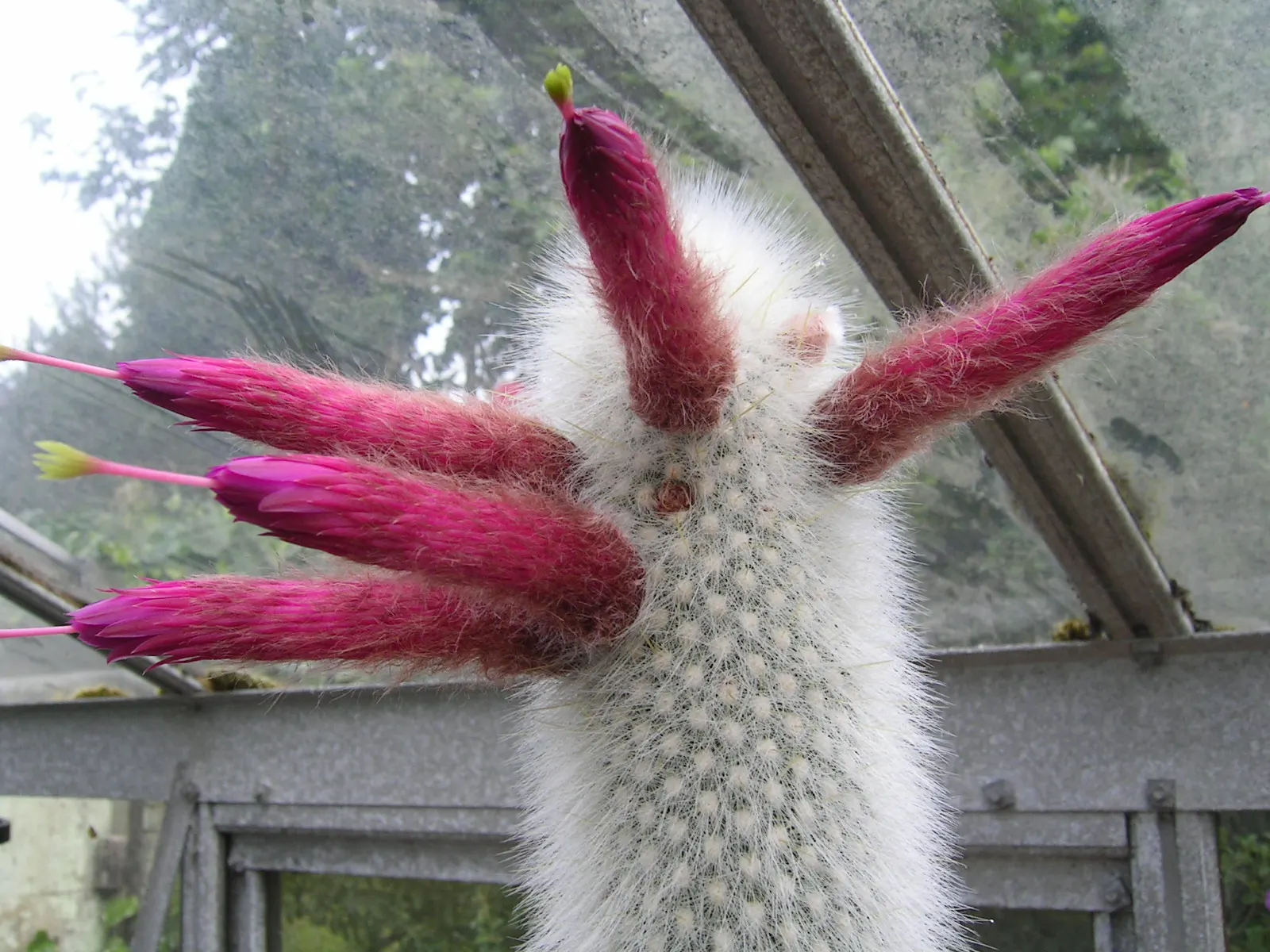 Silver Torch (Cleistocactus Strausii) — red or burgundy flowers that are approx