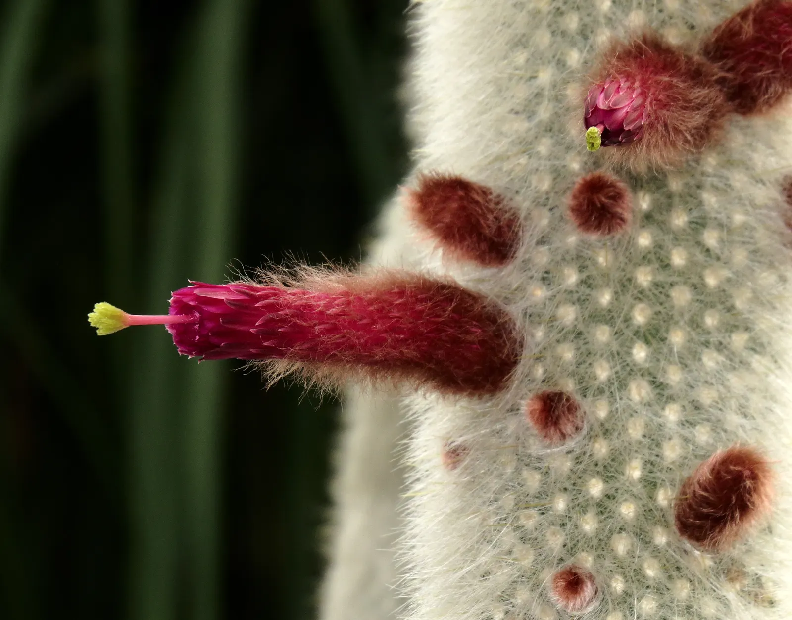 Silver Torch (Cleistocactus Strausii) — attaining heights of up to 10 feet